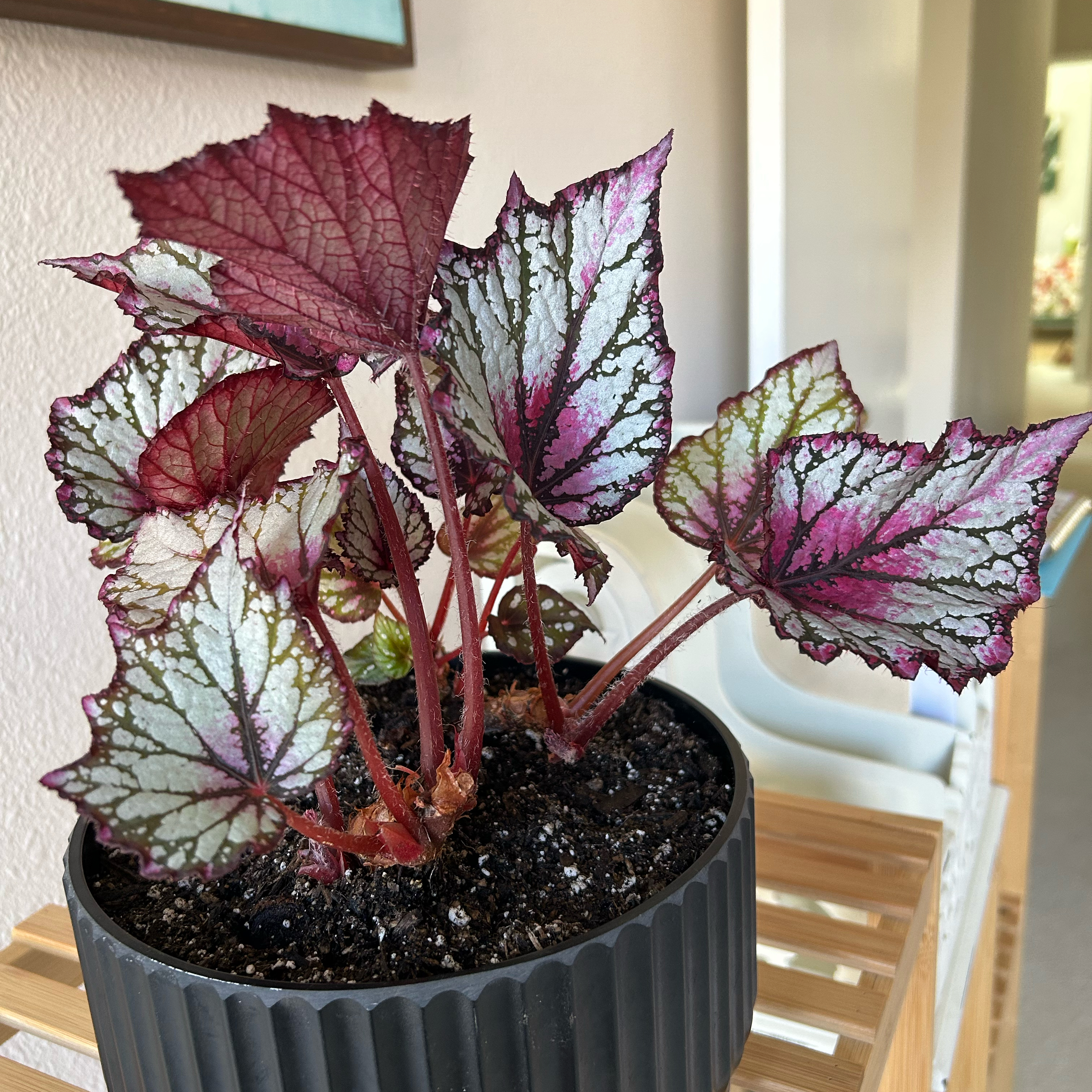 Rex Begonia plant photo by @MariansOasis named Hugh on Greg, the plant care app.