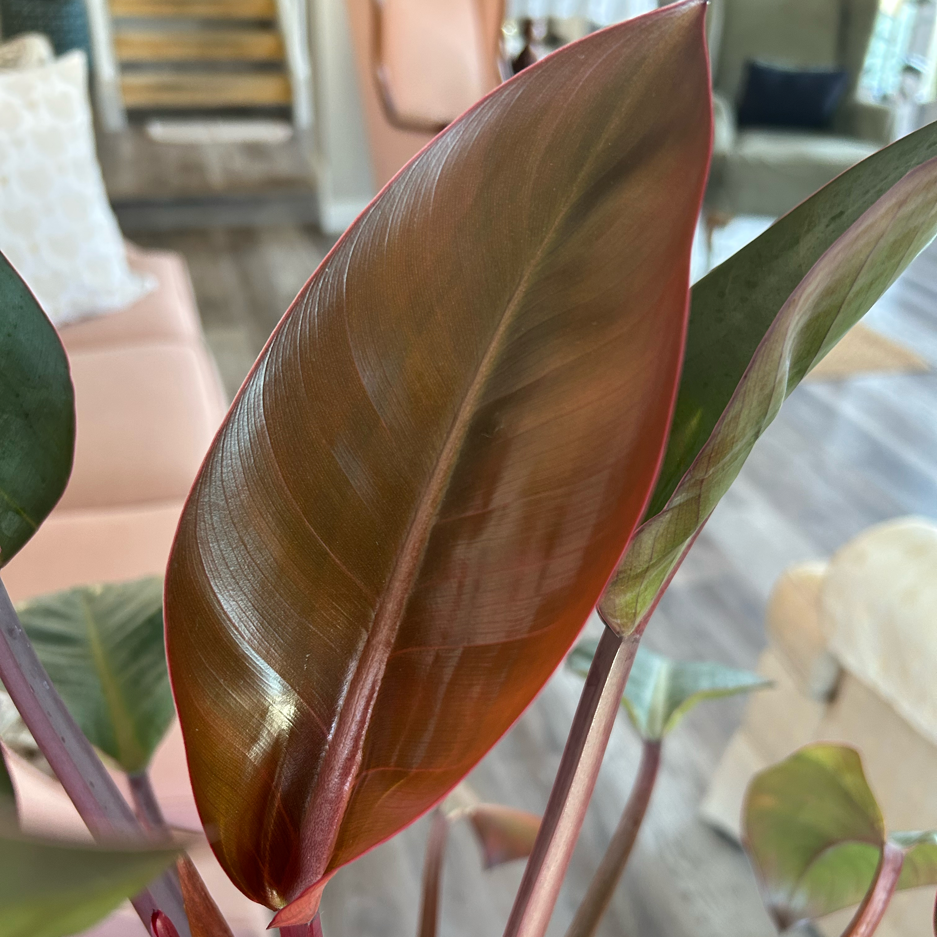 Philodendron 'Red Congo' plant photo by @MariansOasis named Gavin on Greg, the plant care app.