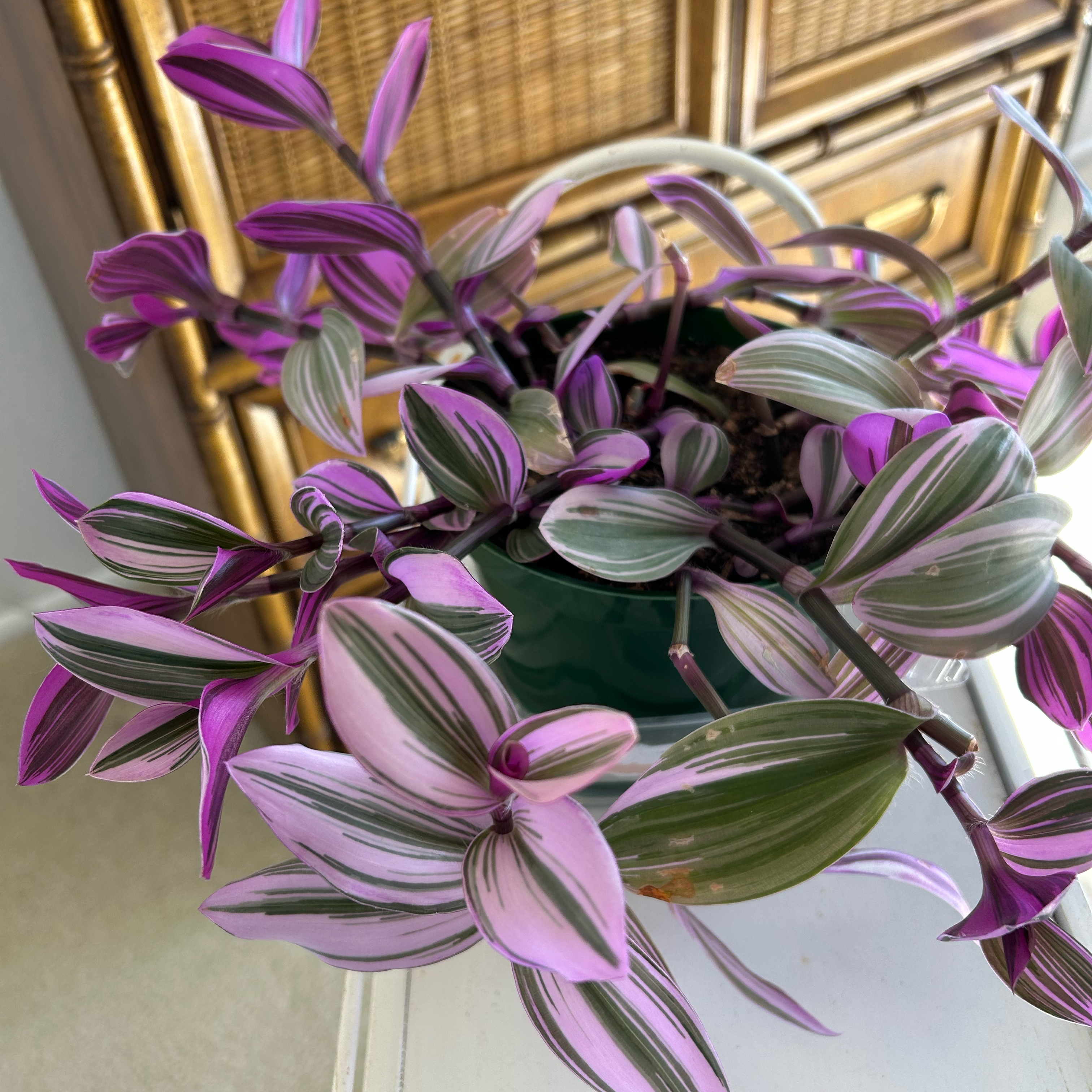 Small-Leaf Spiderwort plant photo by @MariansOasis named Nachine on Greg, the plant care app.