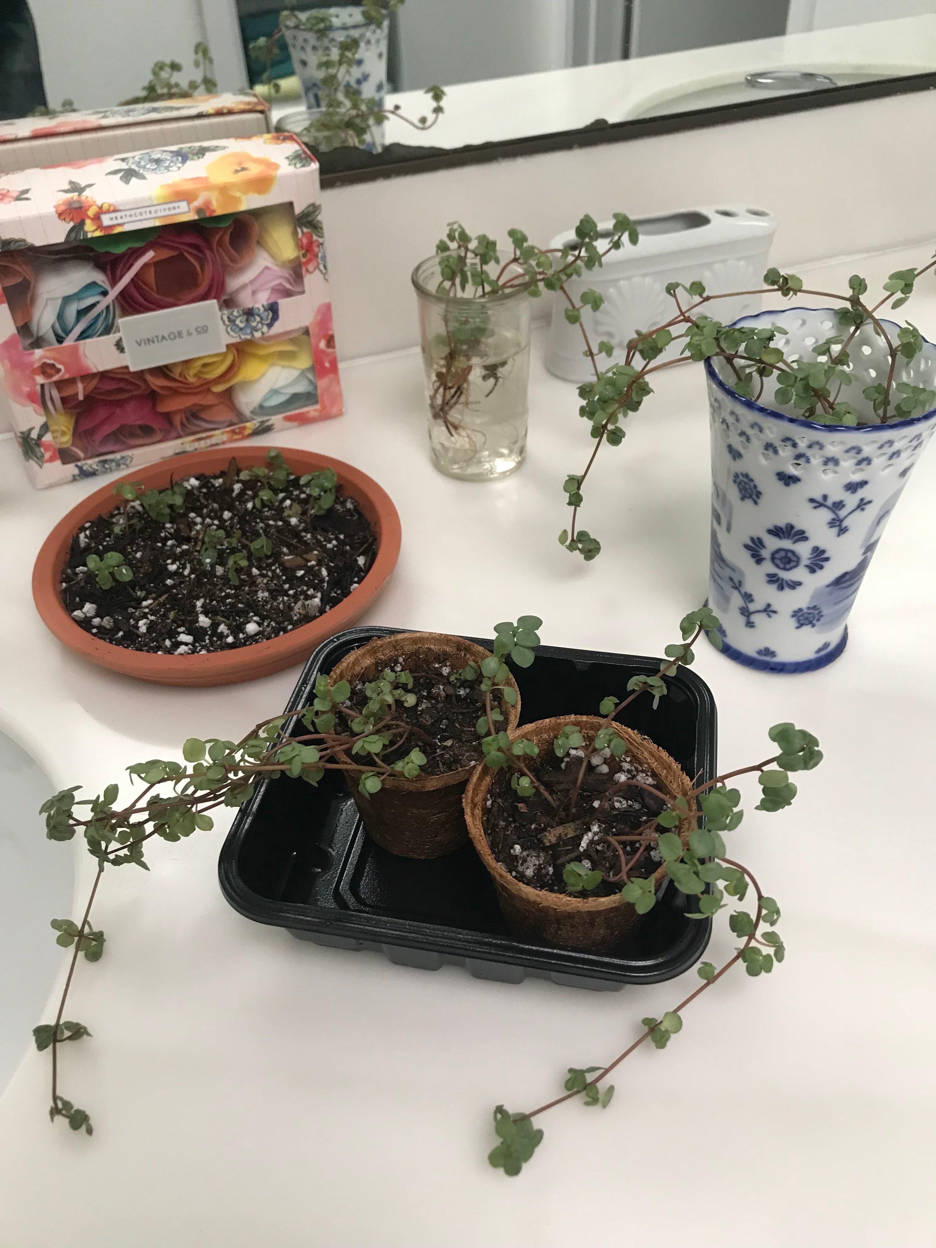 How to Care for Pilea 'Aquamarine' Mastering Water, Sunlight & More