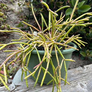 Quill-like Wickerware Cactus plant in Solana Beach, California