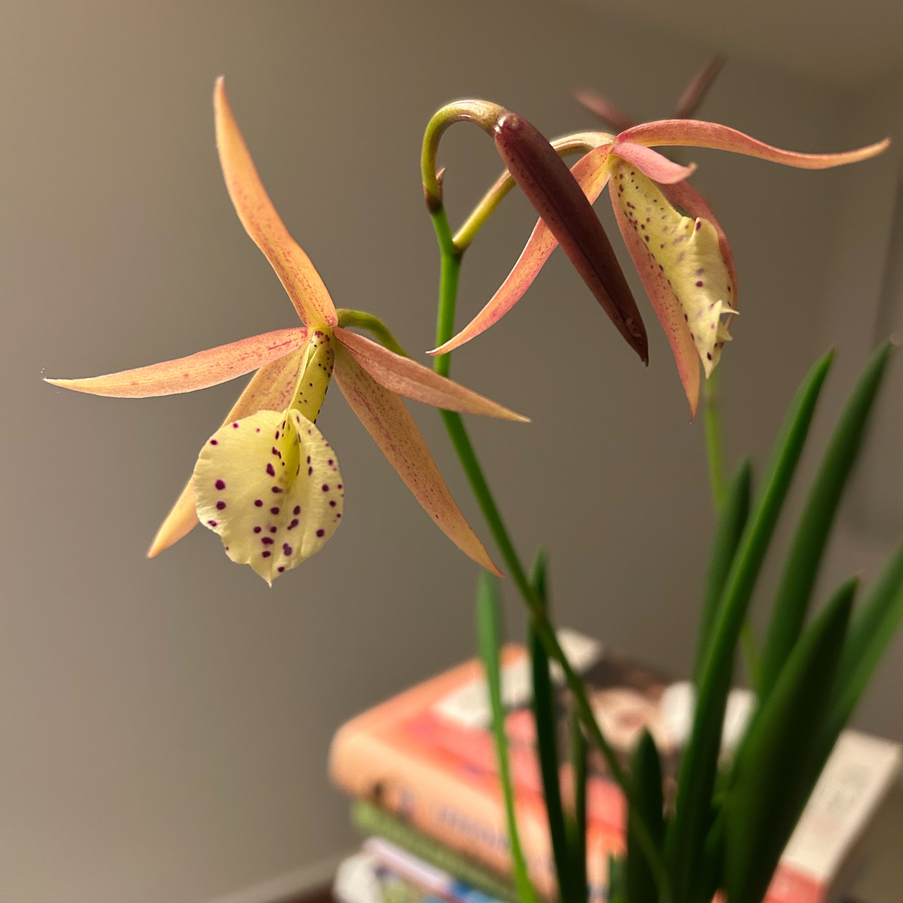 Plant care for Brassocattleya 'Hoku Gem Sun Spots' on Greg, the plant care app