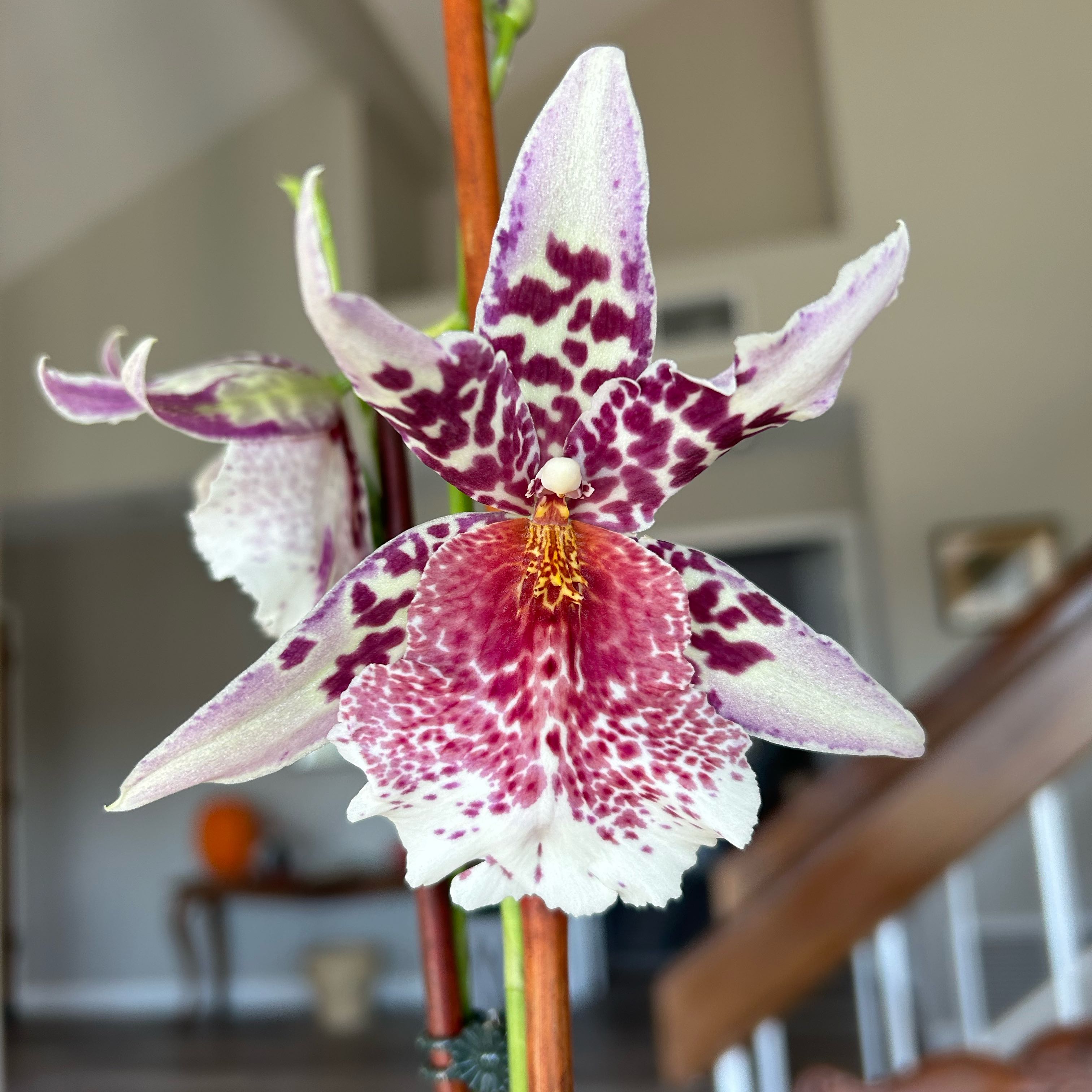 Plant care for Beallara Orchid on Greg, the plant care app