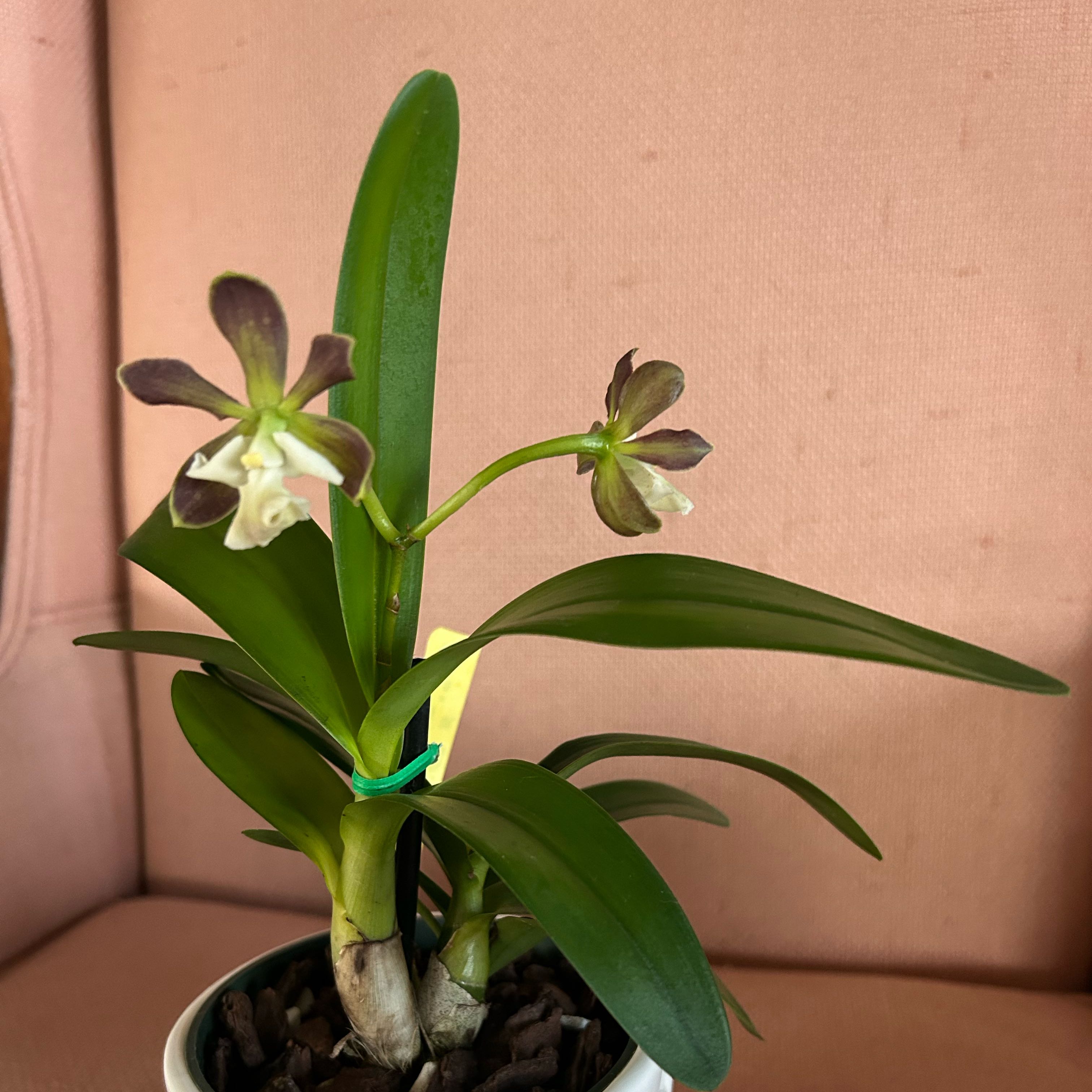 Photo of the plant species Encyclia by @MariansOasis named Mr. Heckles on Greg, the plant care app