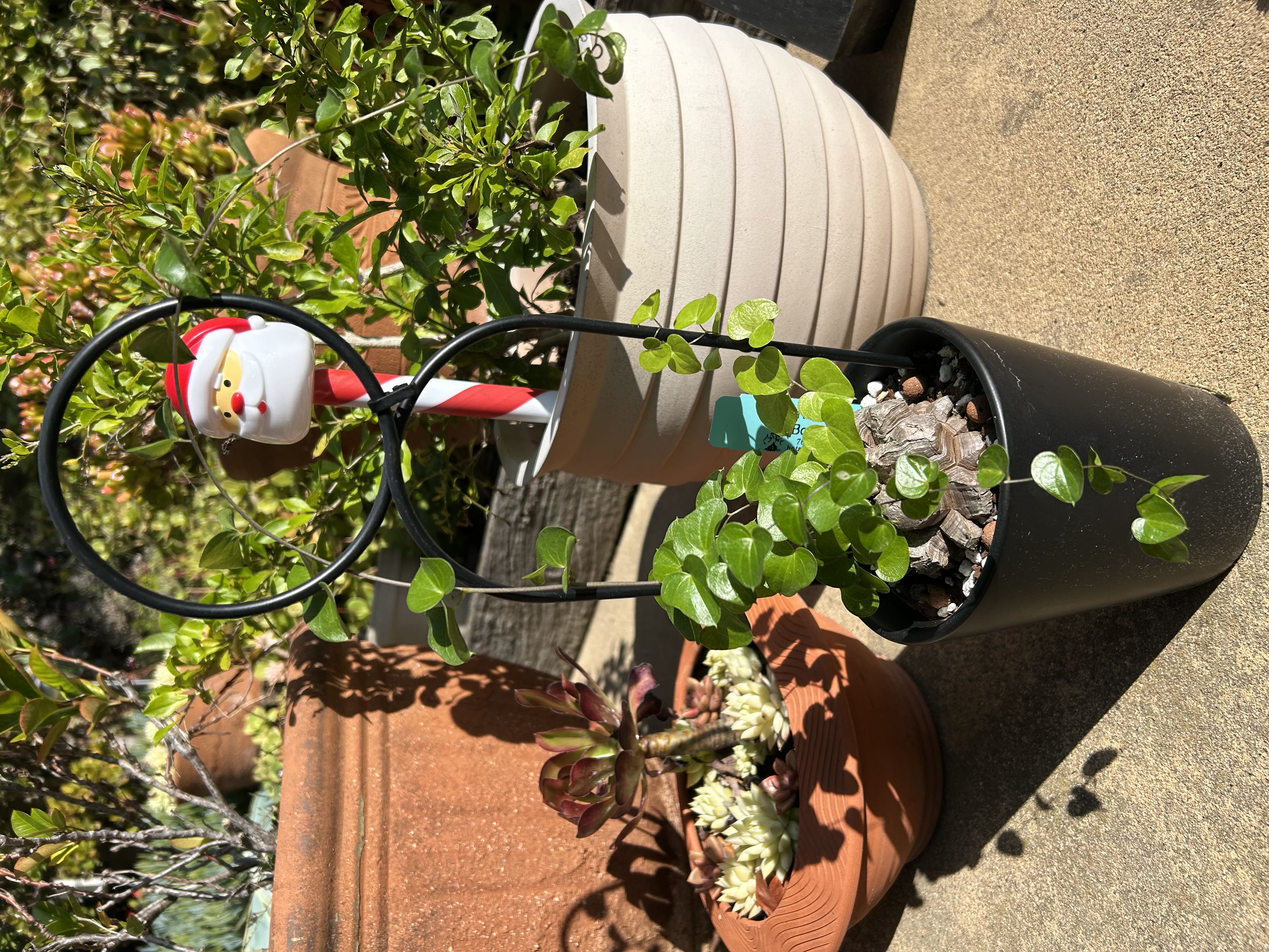 Living Stones Plant Care: Water, Light, Nutrients | Greg App 🌱