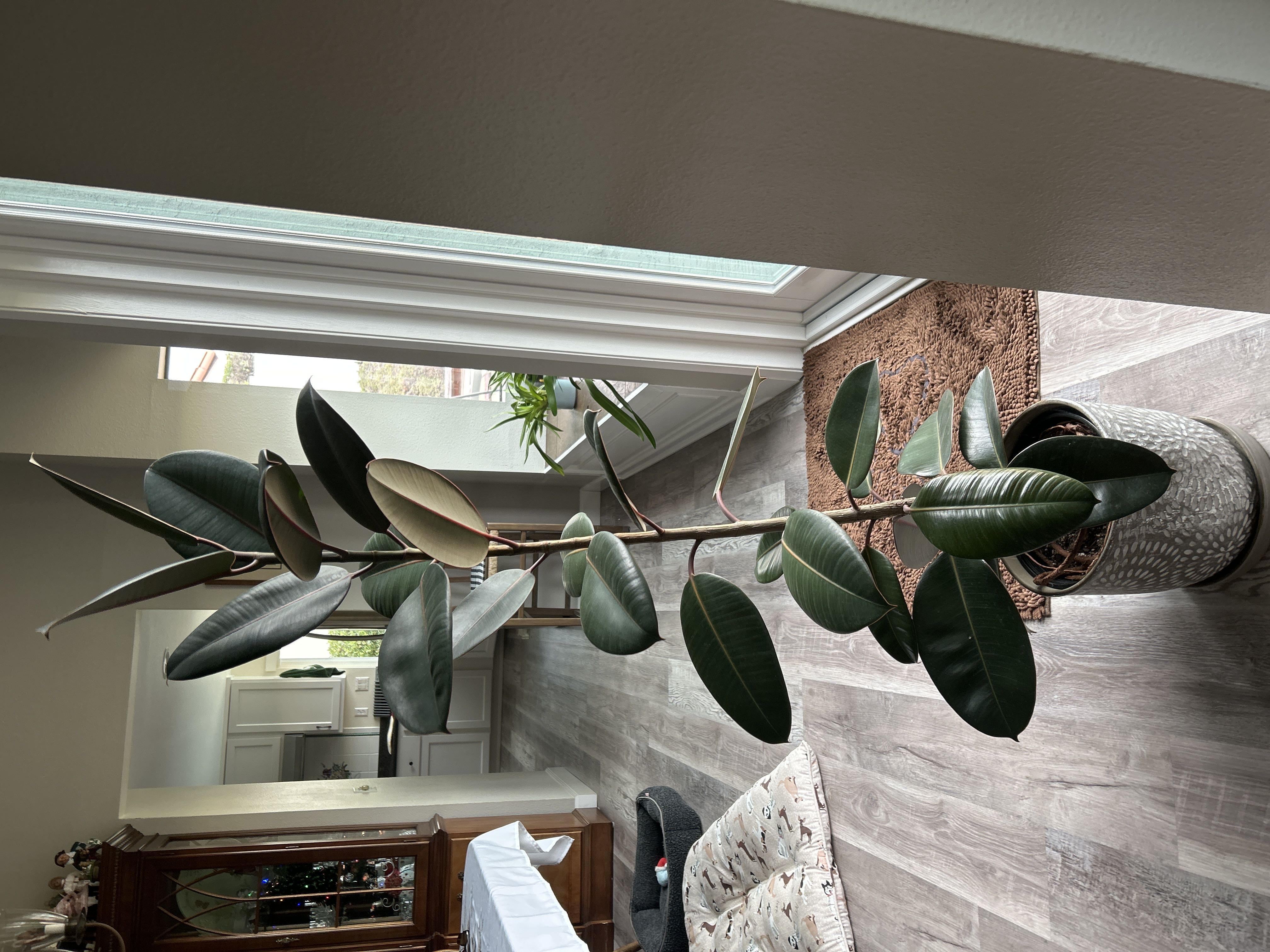 Why is my ficus elastica drooping?
