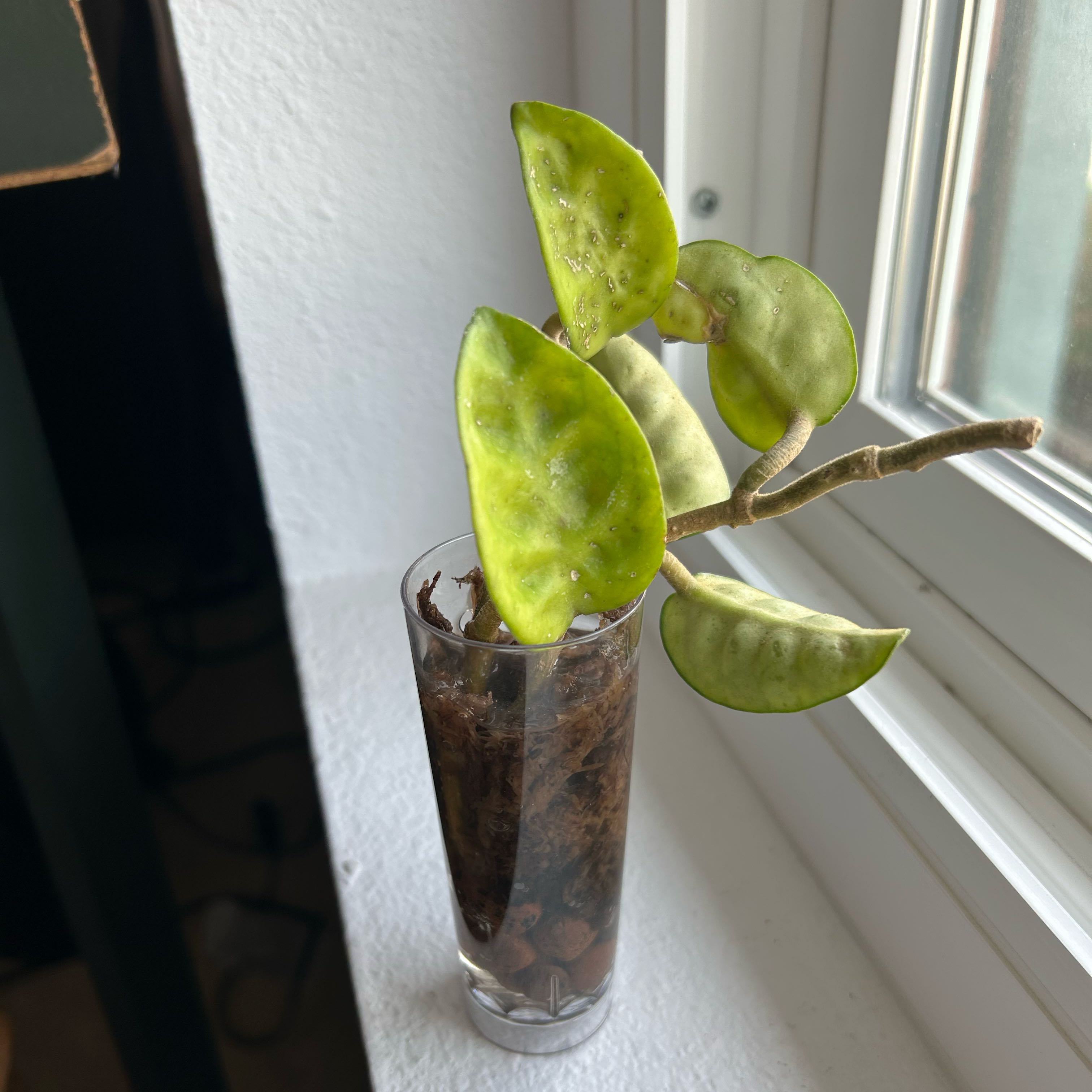 Photo of the plant species Hoya Carnosa Krinkle 8 by @MariansOasis named Krinkle 8 on Greg, the plant care app