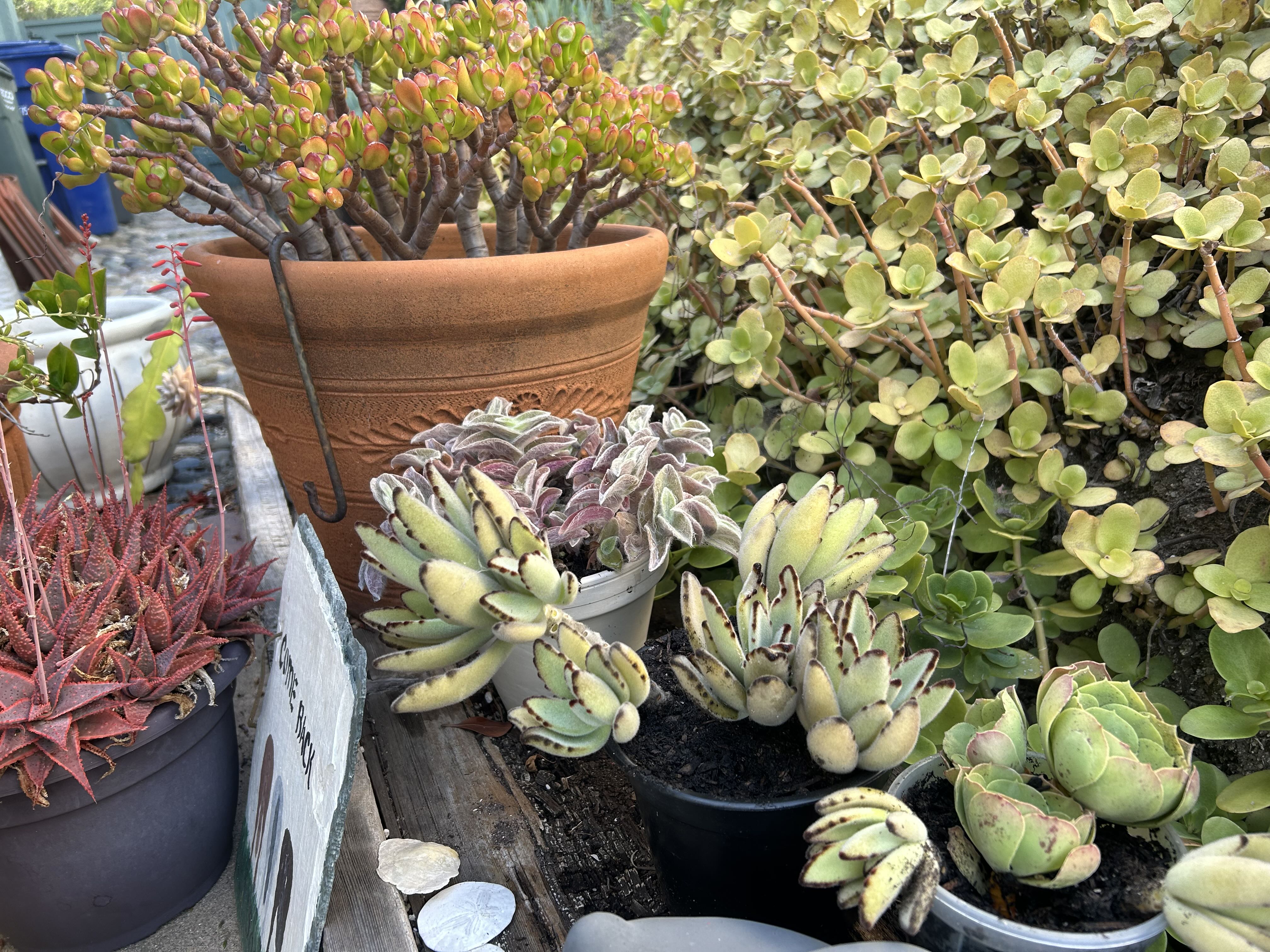 Photo from the post