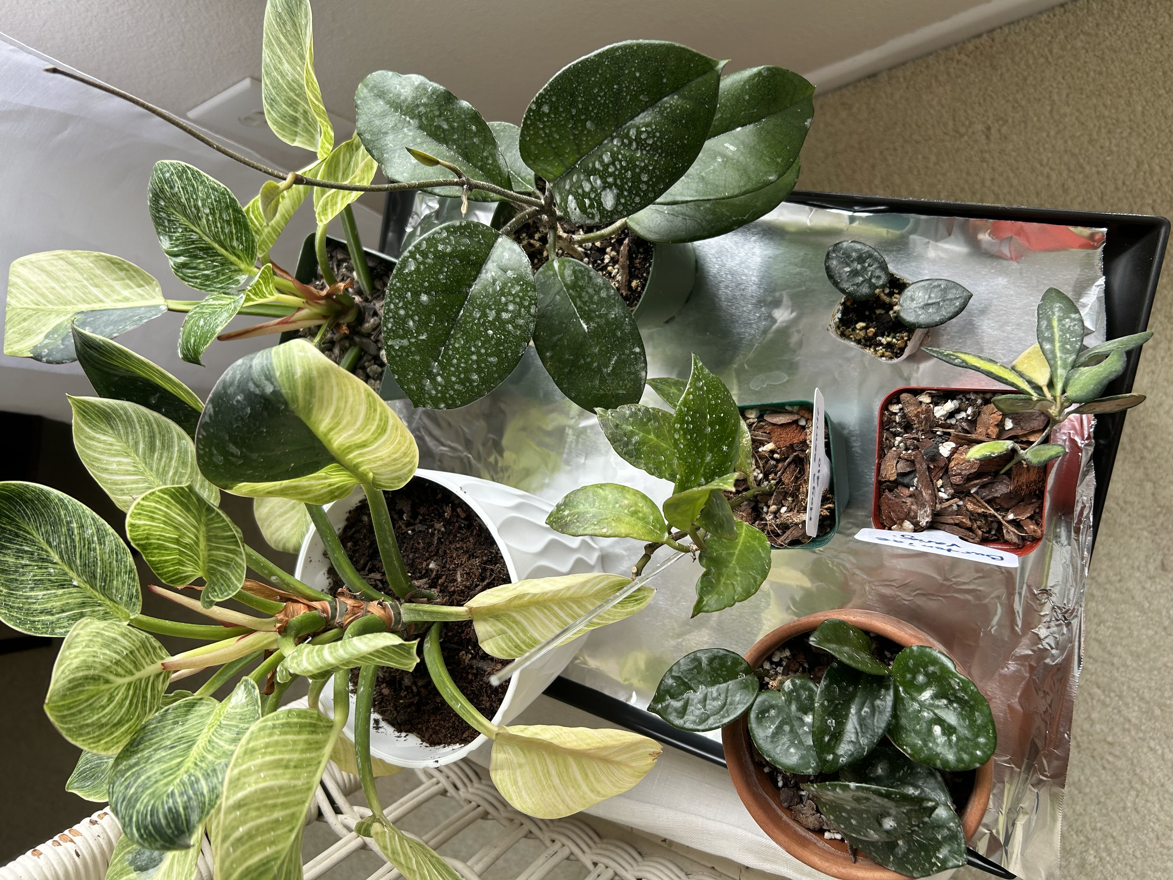 Photo from the post