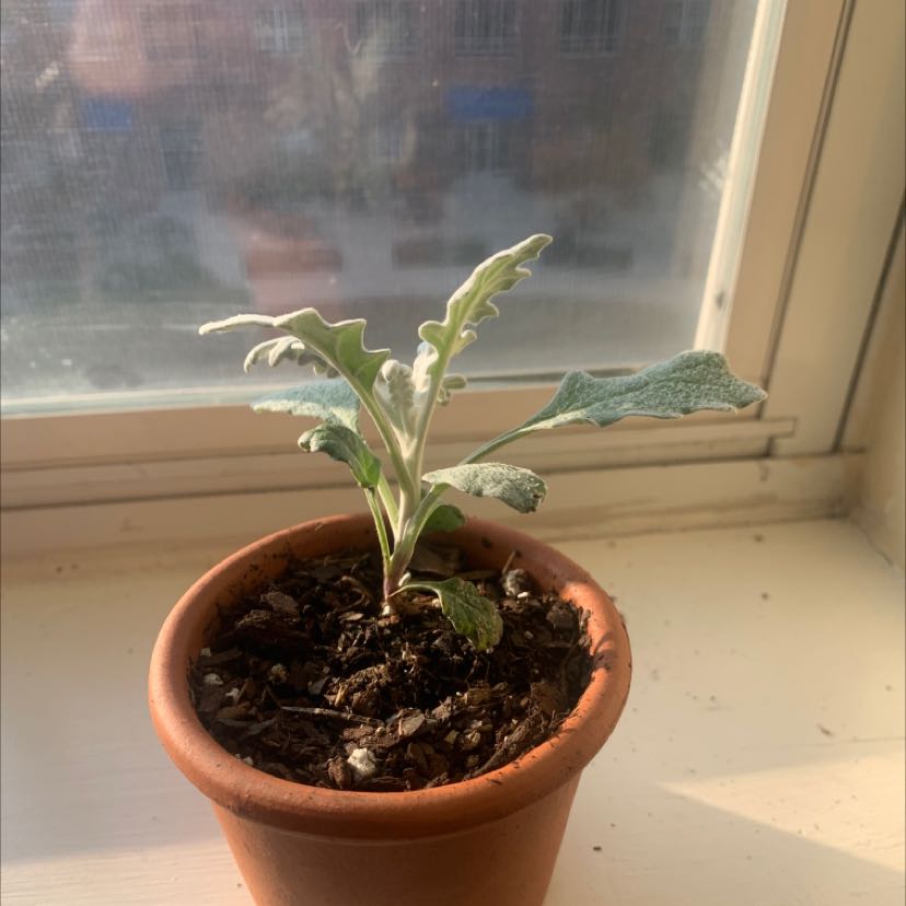 Lamb's Ear plant in a terracotta pot on a windowsill.