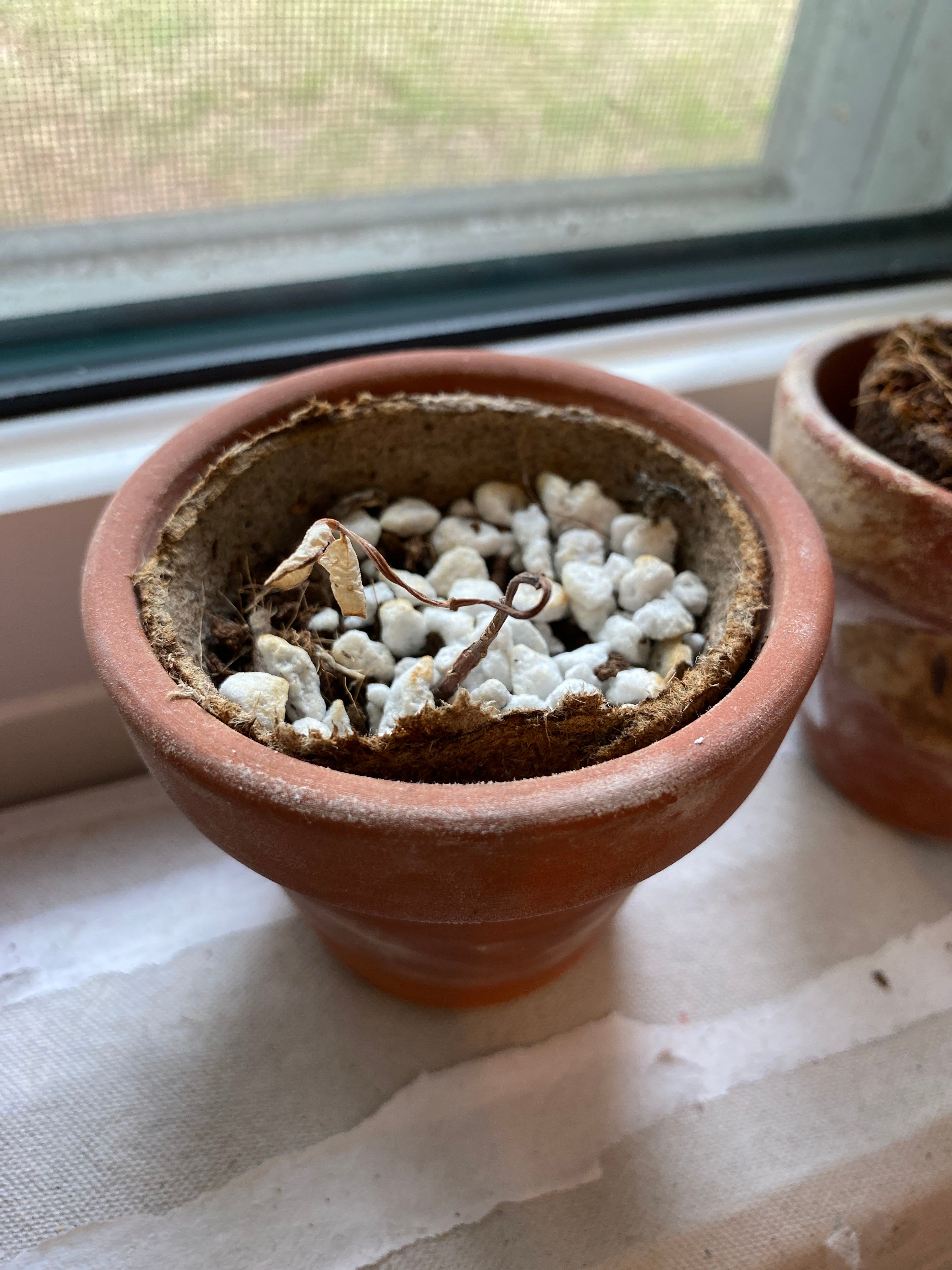 The Complete Marnier's Kalanchoe Plant Care Guide Water, Light & Beyond