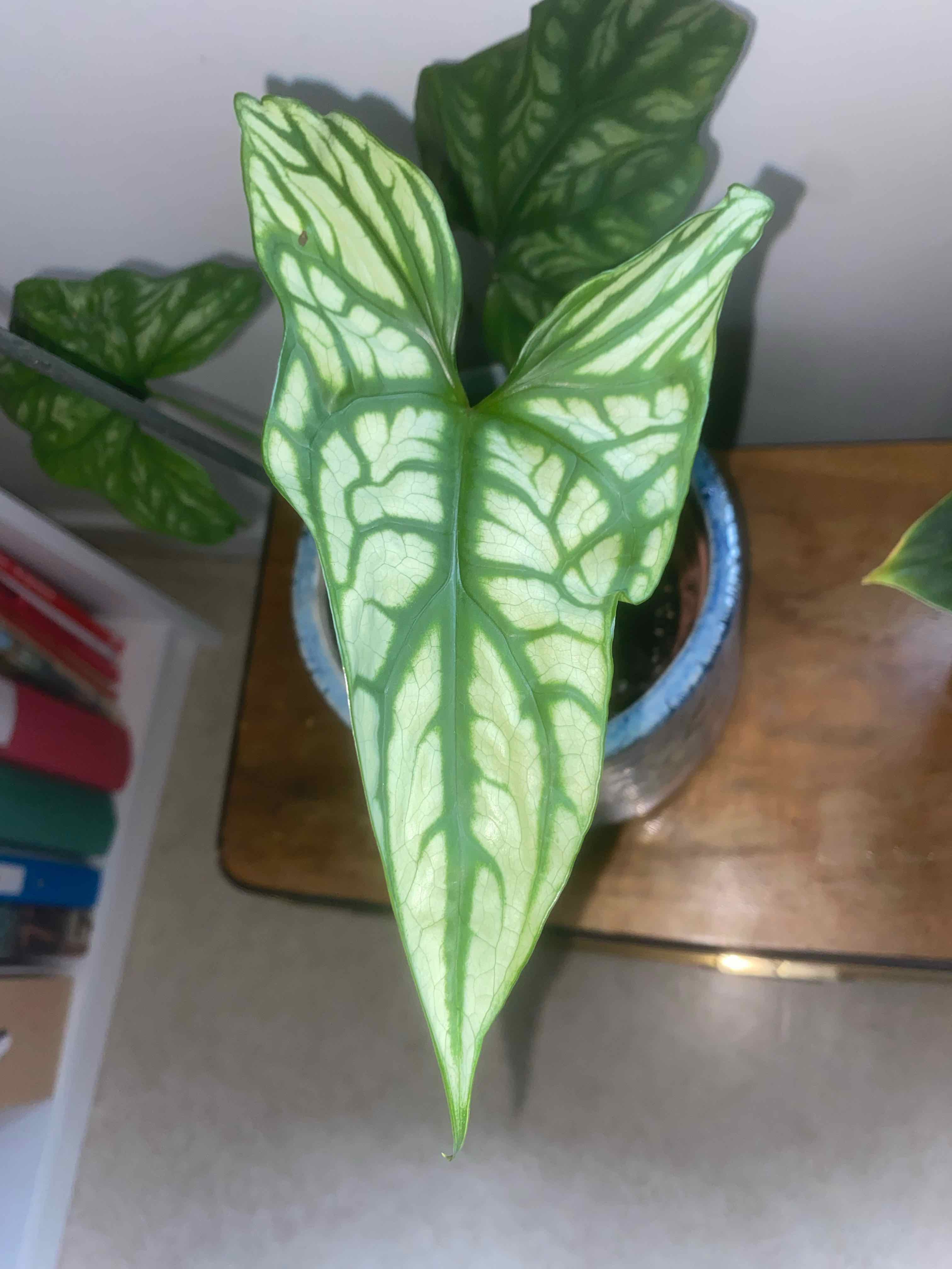 Mirabilis uploaded to the Greg plant app by @Aqualace