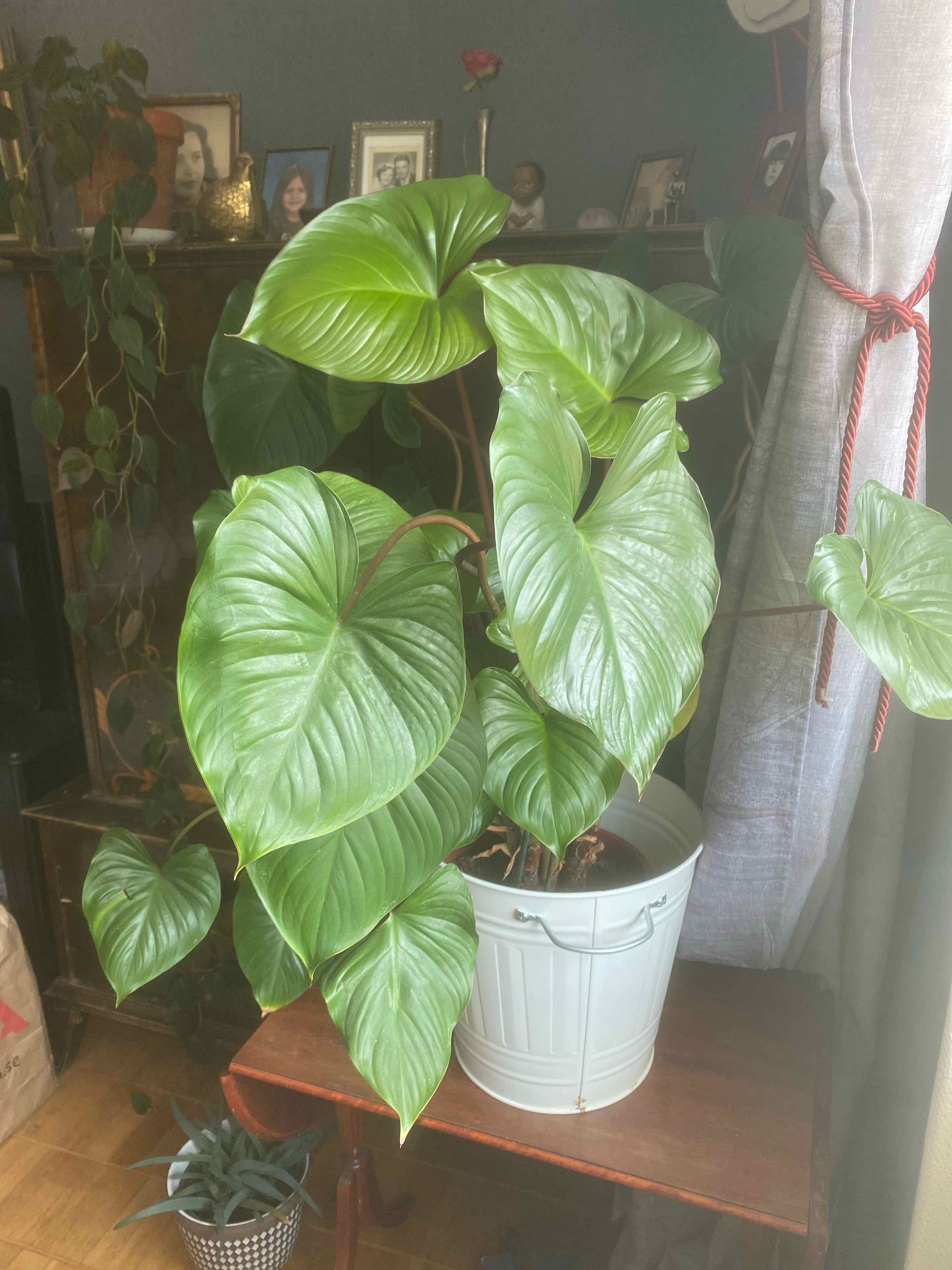 Homalomena Maggy plant with large, glossy green leaves in a white pot indoors.