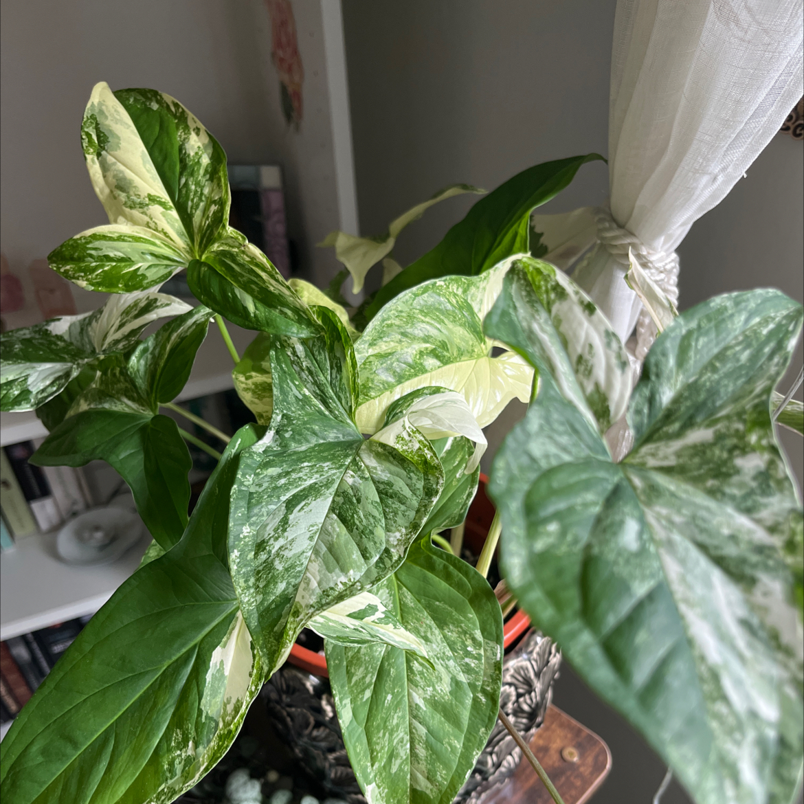 Photo of the plant species Syngonium Fantasy by @Aqualace named White shell on Greg, the plant care app