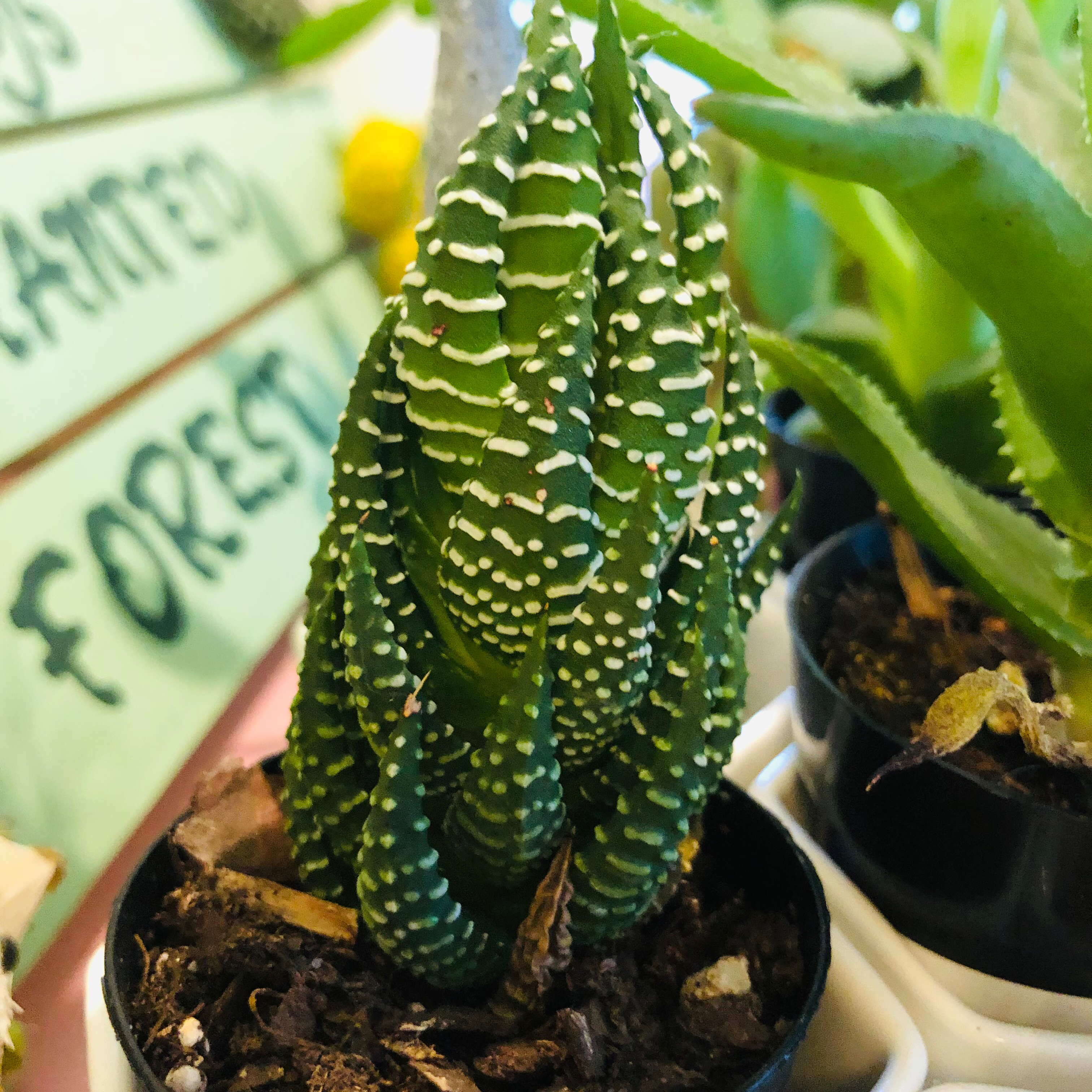 Zebra Plant plant photo by @RespectfulJade named Kobe on Greg, the plant care app.