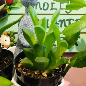 Haworthia pygmaea plant photo by @RespectfulJade named Wall-E on Greg, the plant care app.