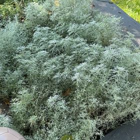 Photo of the plant species Orange Jasmine by Kari named Mando on Greg, the plant care app