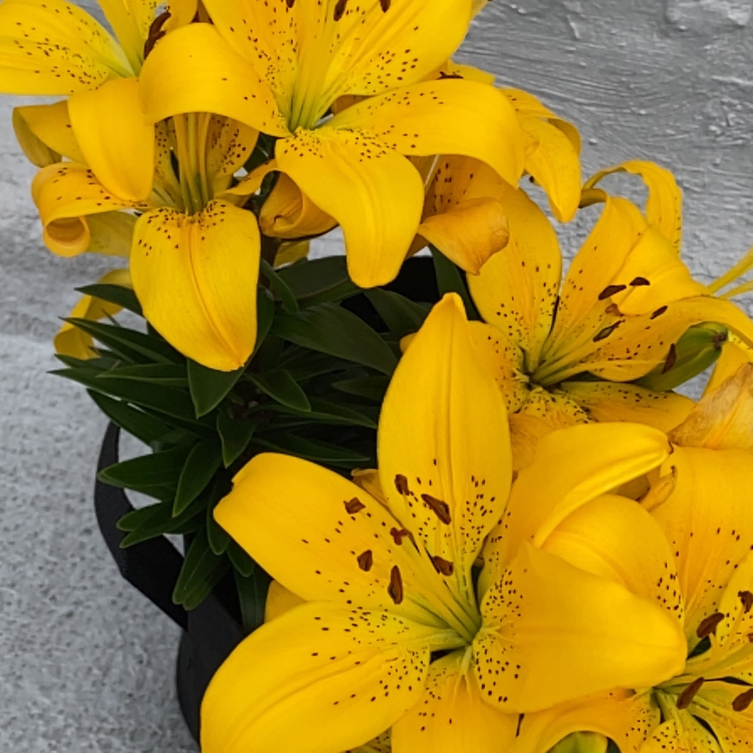 Buy are yellow lilies poisonous to dogs Clearance