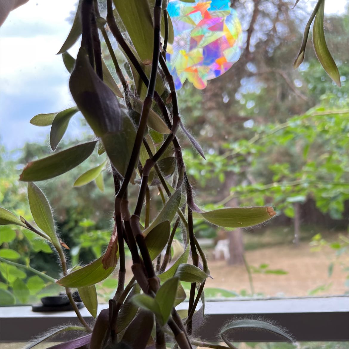 Healthy purple heart plant with long trailing stems and deep purple leaves hangs in front of window with colorful ornament in background.