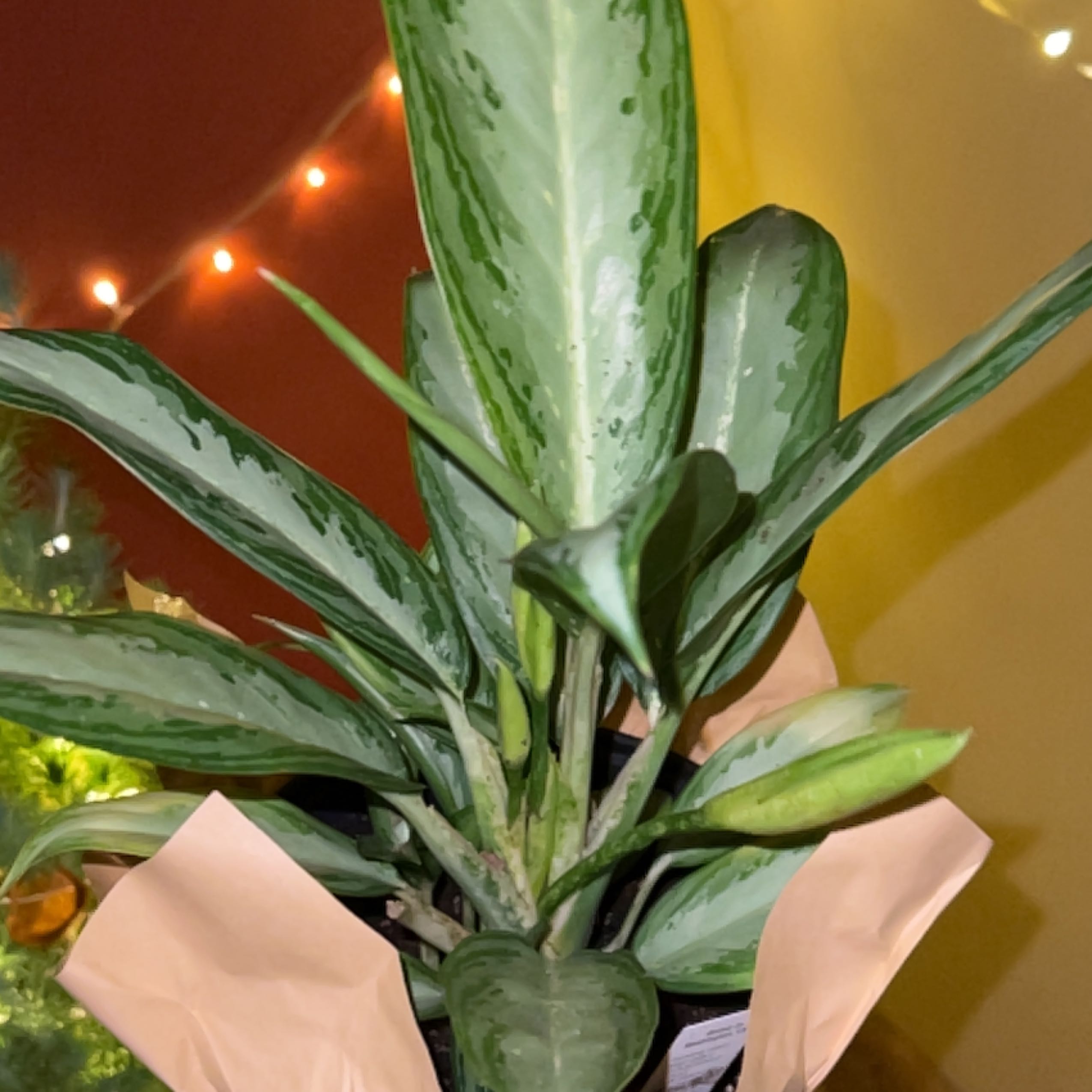 Lush, healthy Chinese Evergreen (Aglaonema) plant with variegated leaves being touched by a hand, against a warm orange background.