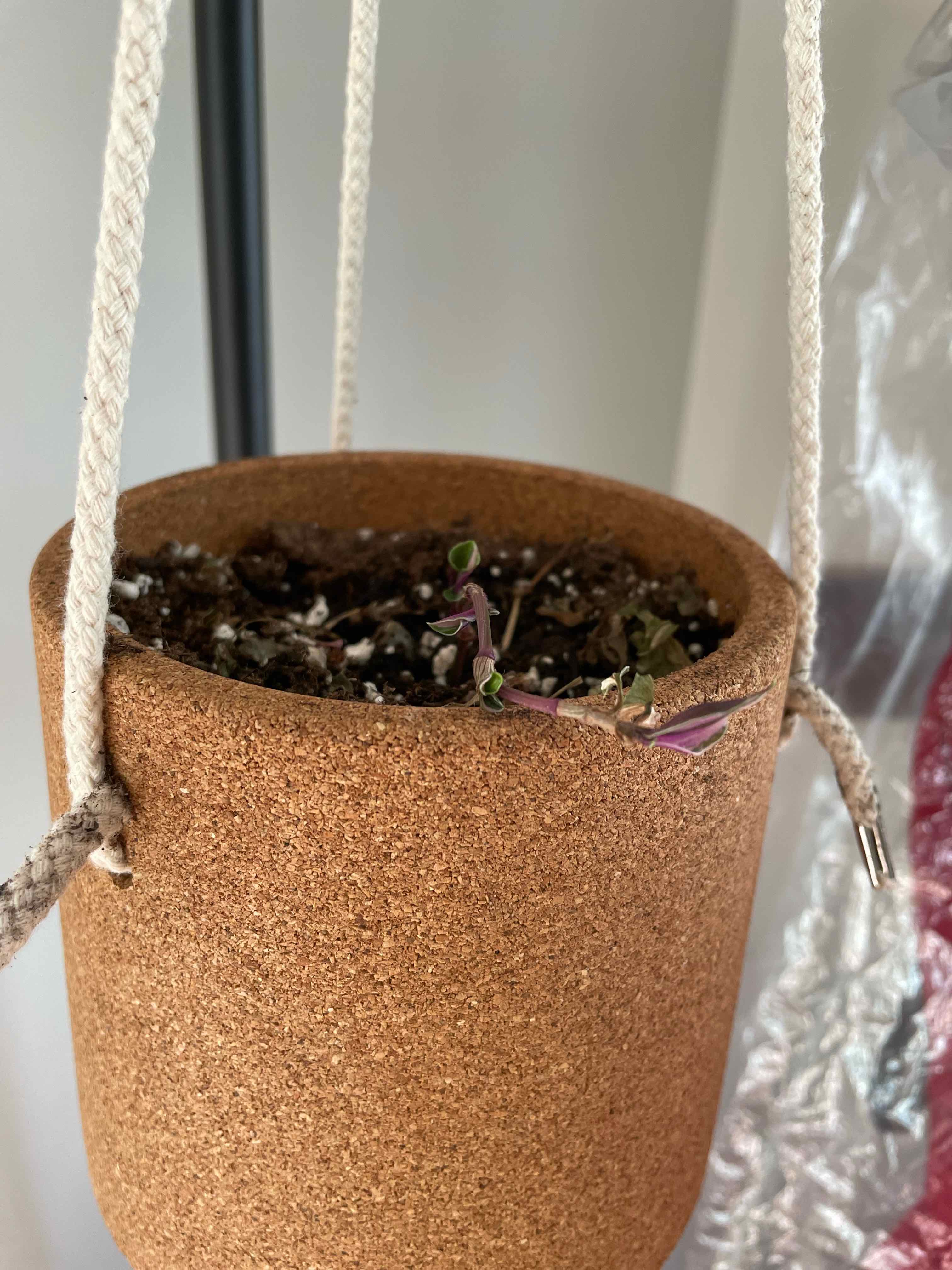 Tradescantia Quadricolor plant in a hanging pot with visible soil and small leaves.