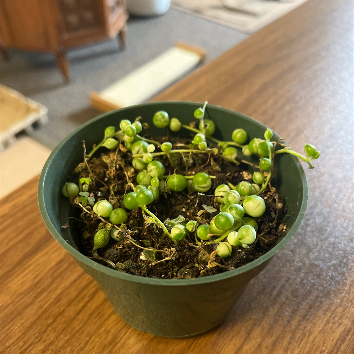 Variegated String of Pearls plant in a green pot with some dried and discolored stems.
