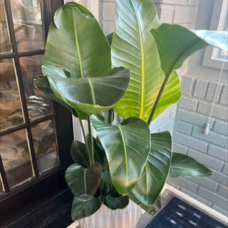 Blushing Philodendron plant in North Brunswick Township, New Jersey
