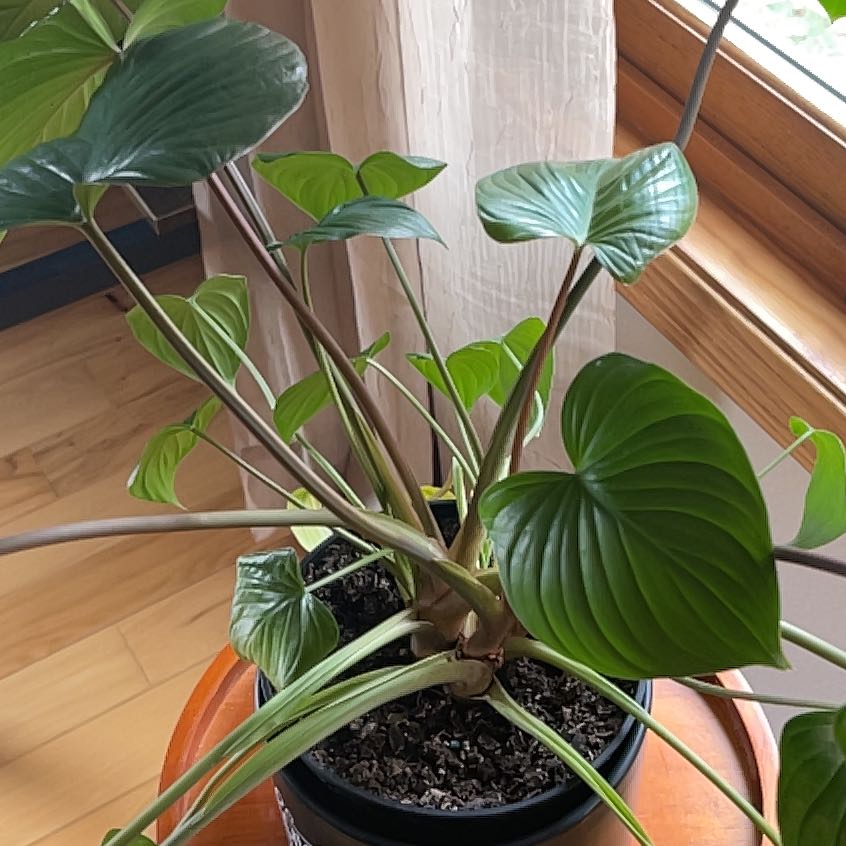 Homalomena 'Emerald Gem' plant with vibrant green leaves in a pot.