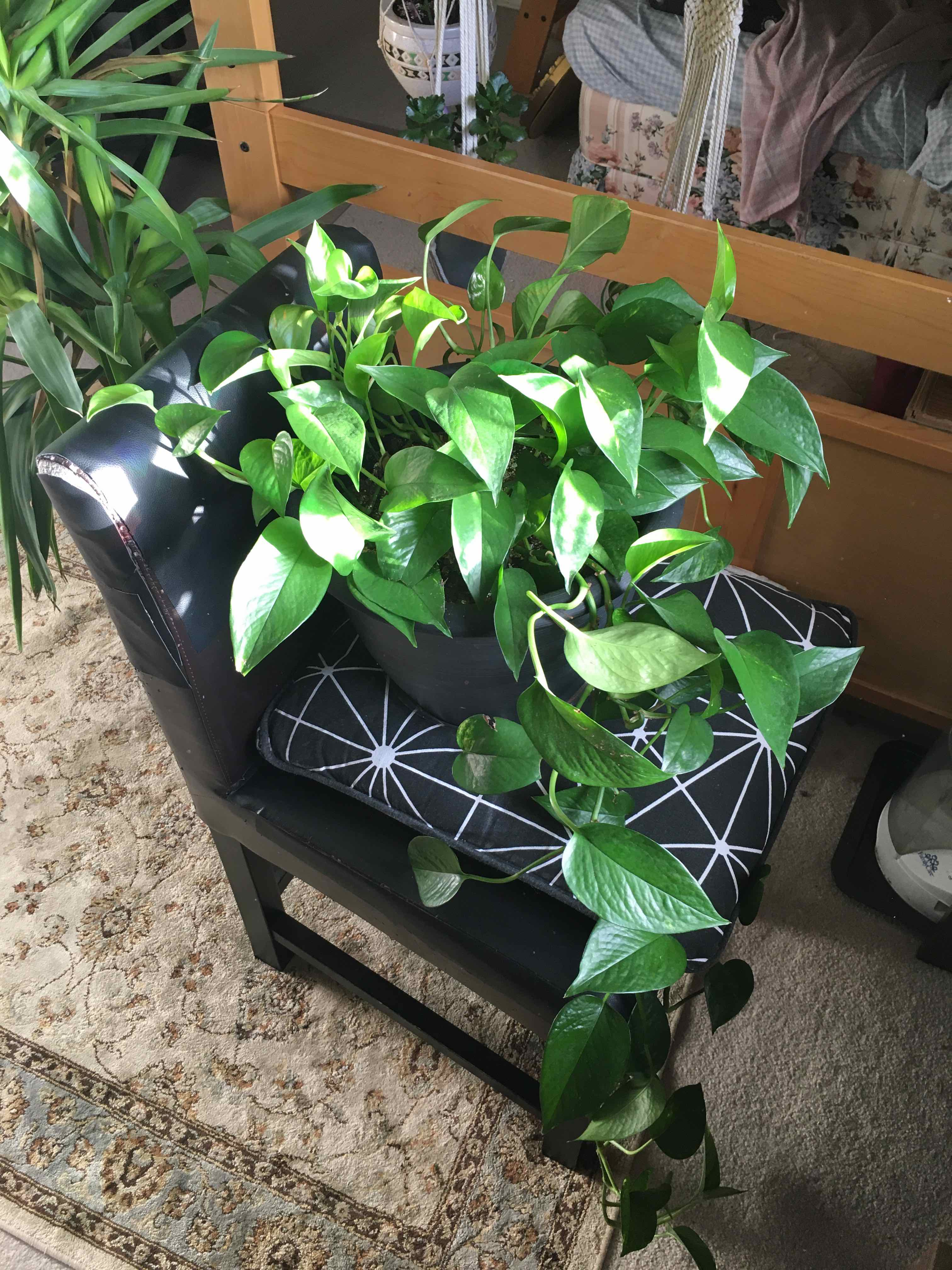 Taro Vine plant photo by @presidentfungus named worm on Greg, the plant care app.