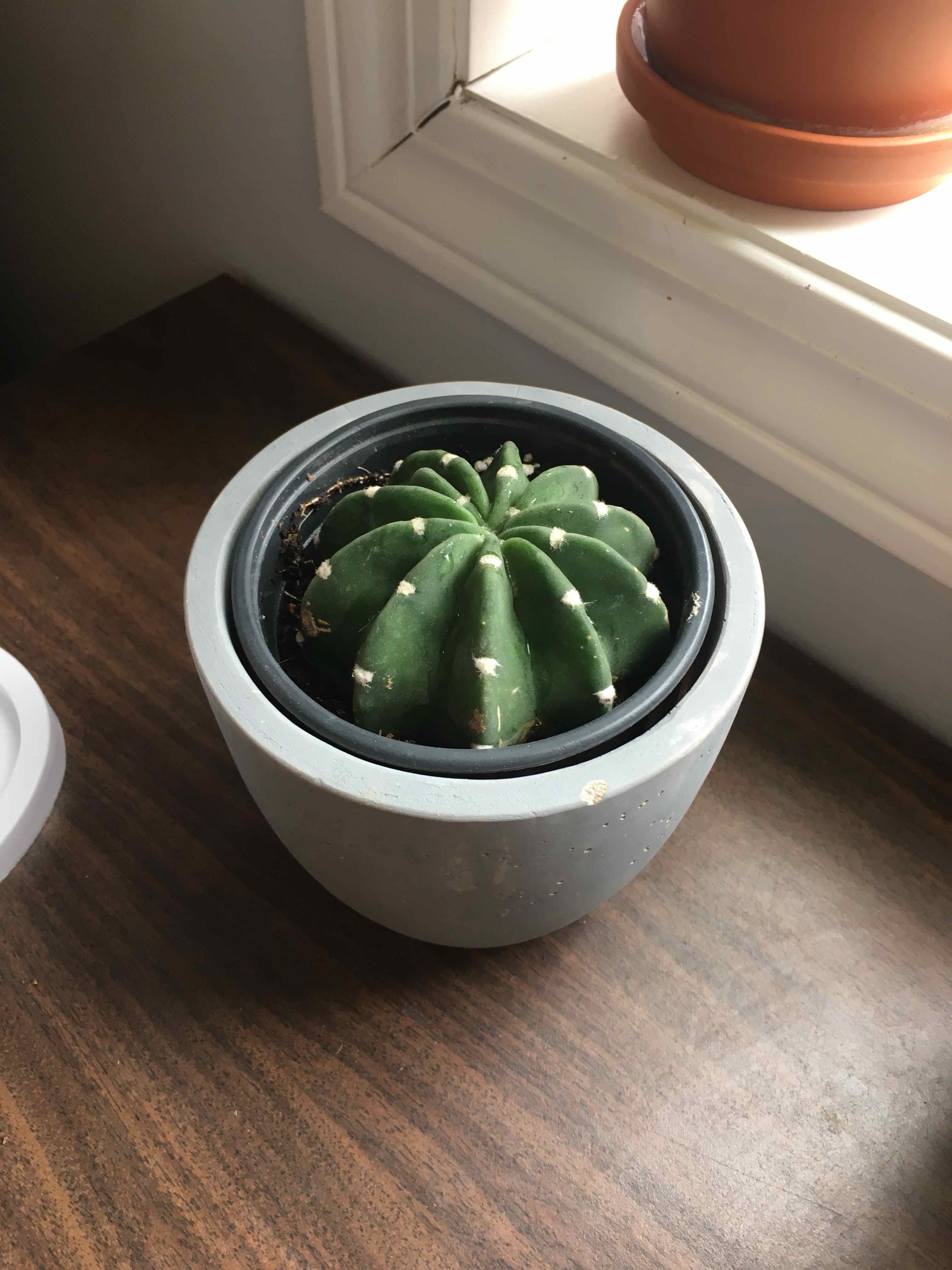 Potted Easter Lily Cactus on a wooden surface near a window.