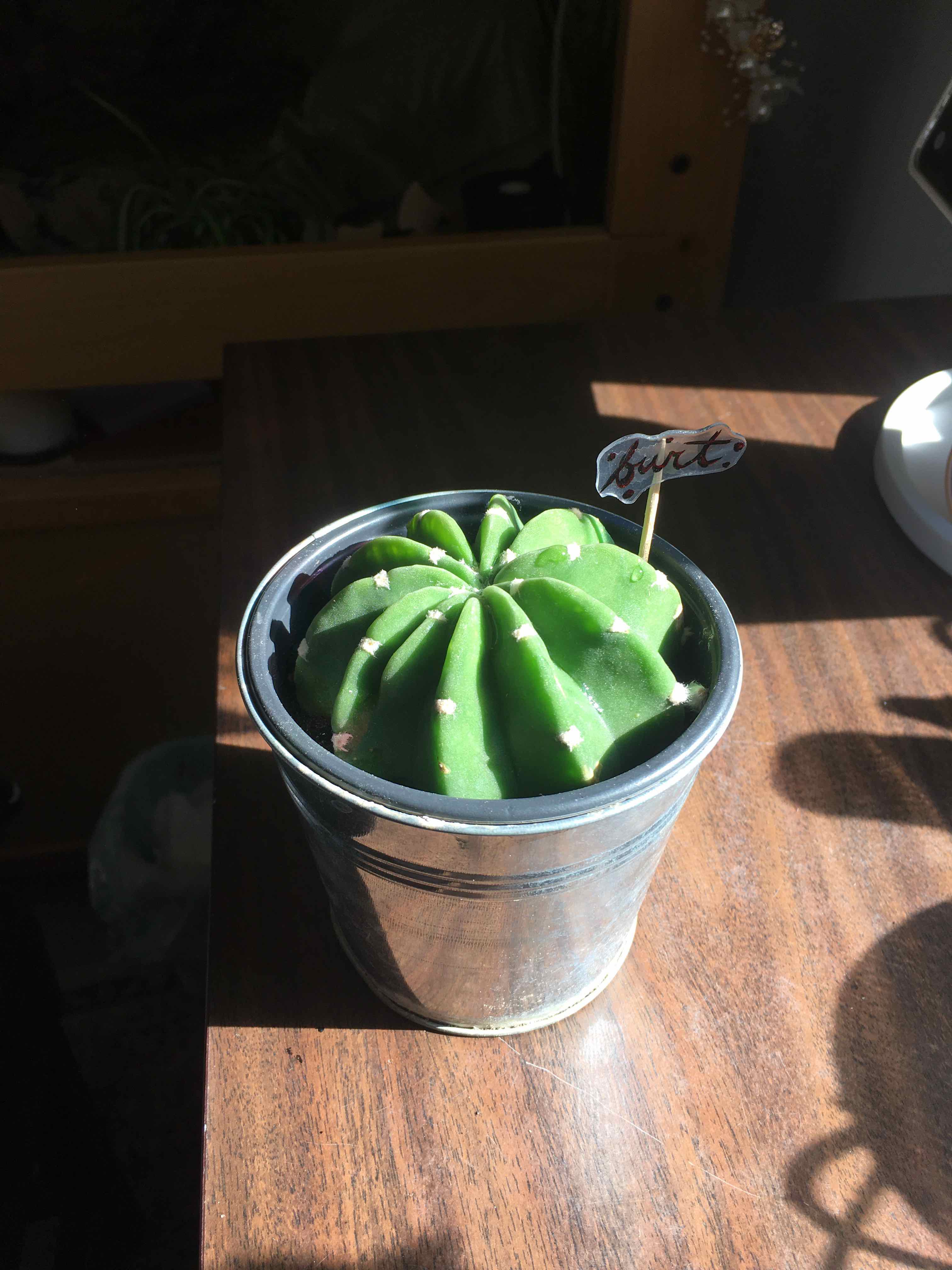 Potted Easter Lily Cactus on a wooden surface, healthy with no visible soil.
