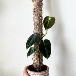Philodendron Splendid plant
