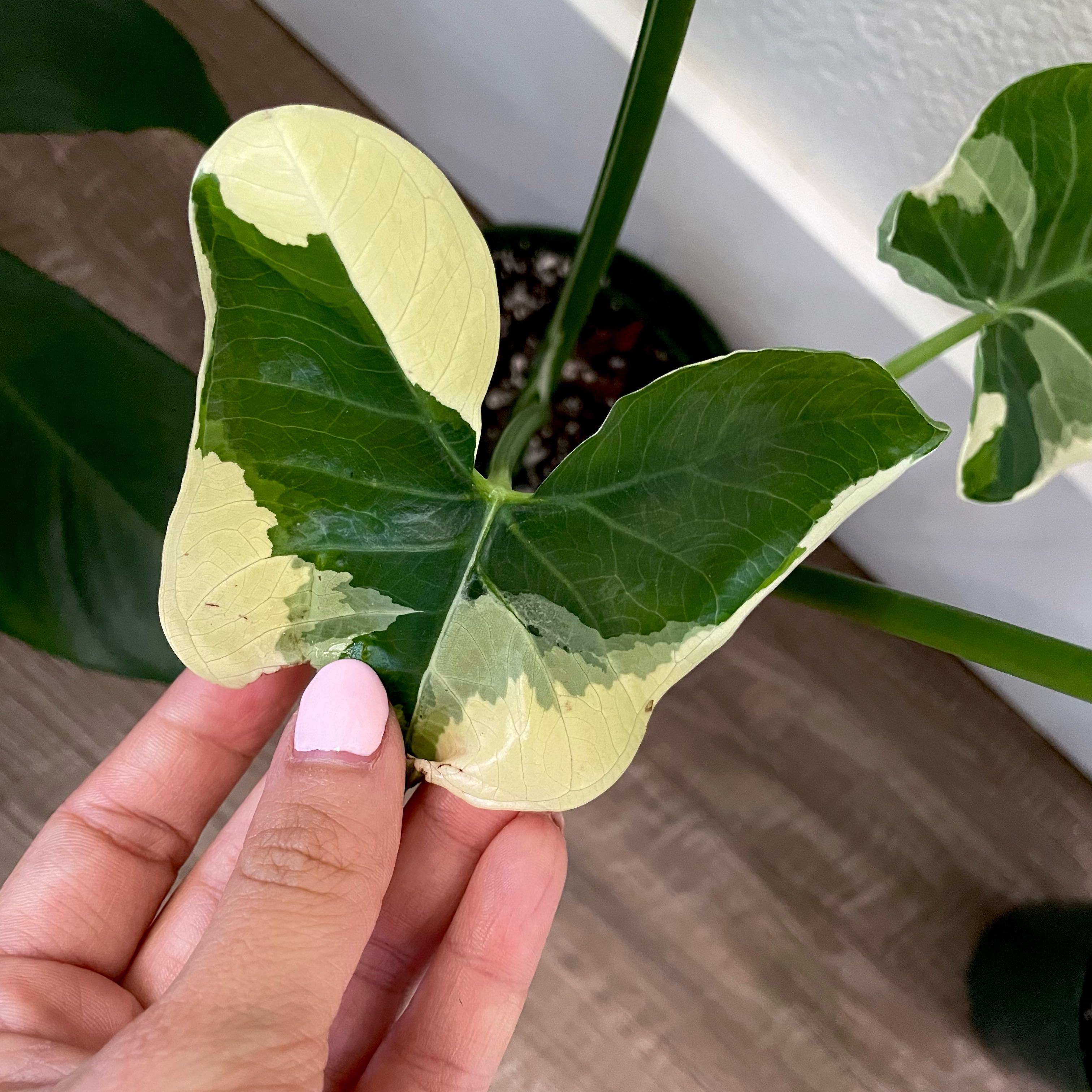 Mickey Mouse Taro plant with variegated leaves held by a hand.