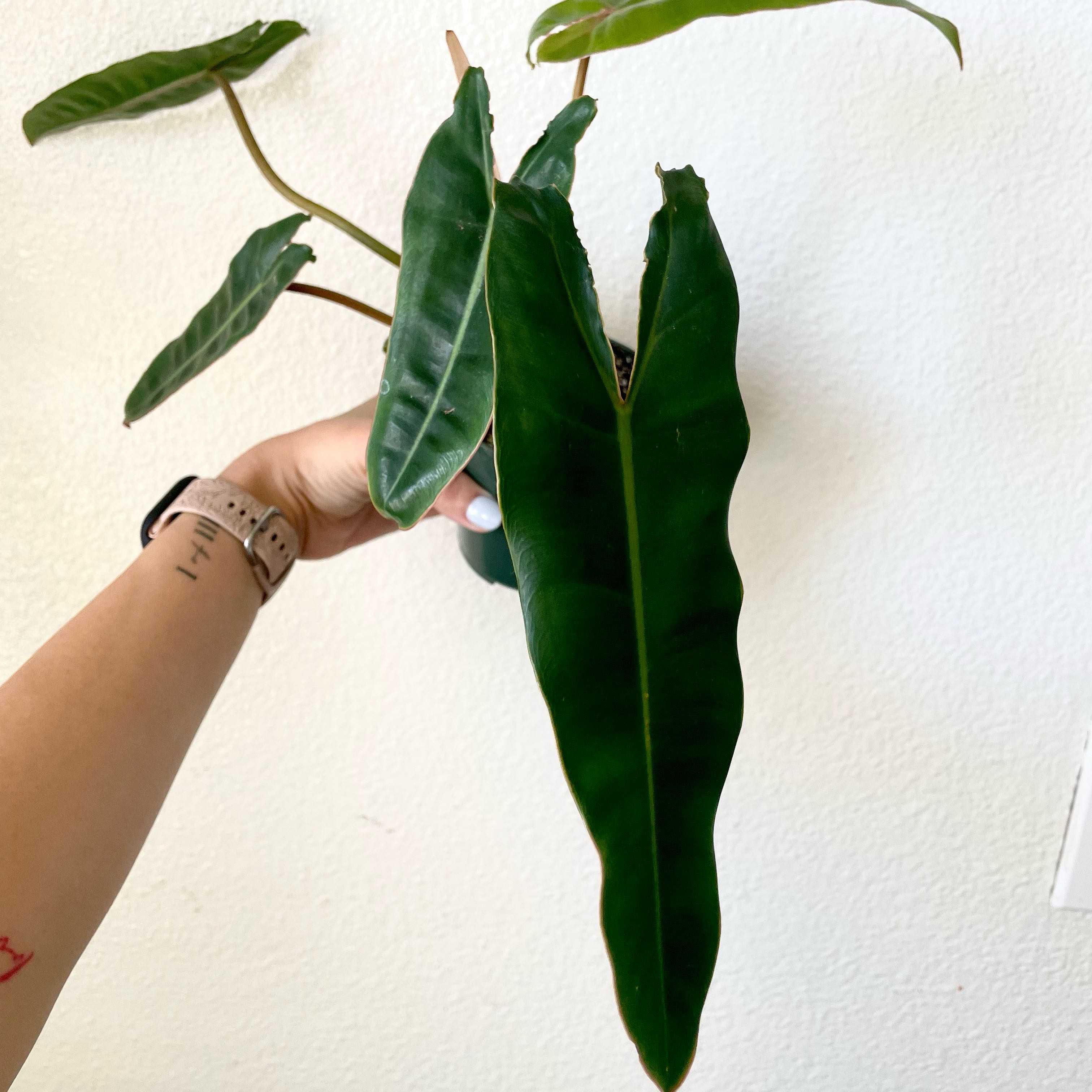 Philodendron billietiae plant with large, healthy green leaves held by a hand.