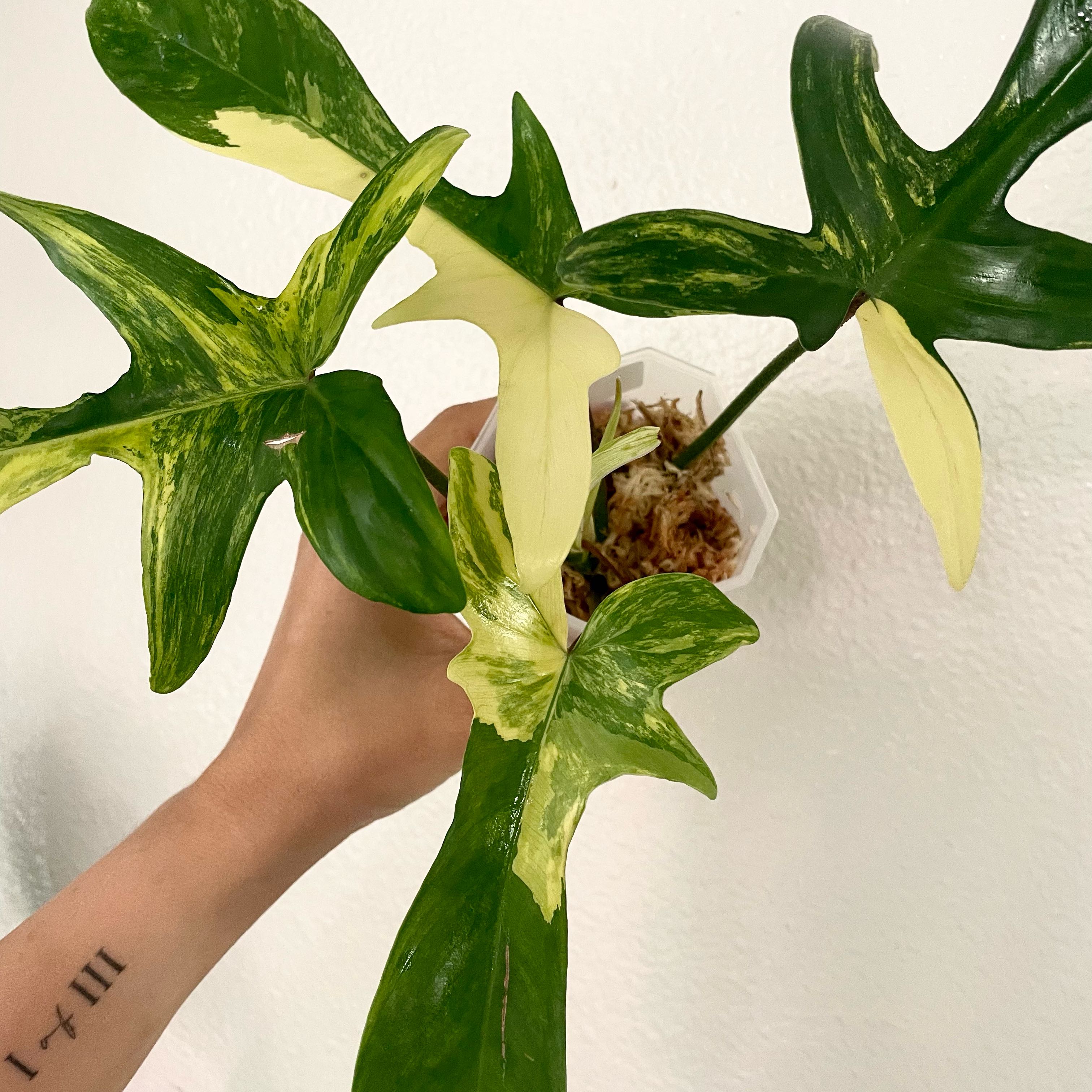 Photo of the plant species Flordia Beauty Variegated by @ArtisteOrchid named Stella on Greg, the plant care app