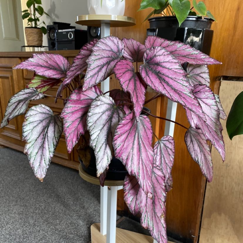 Photo of the plant species Rex Begonia by @FestiveCorncob named Duke on Greg, the plant care app