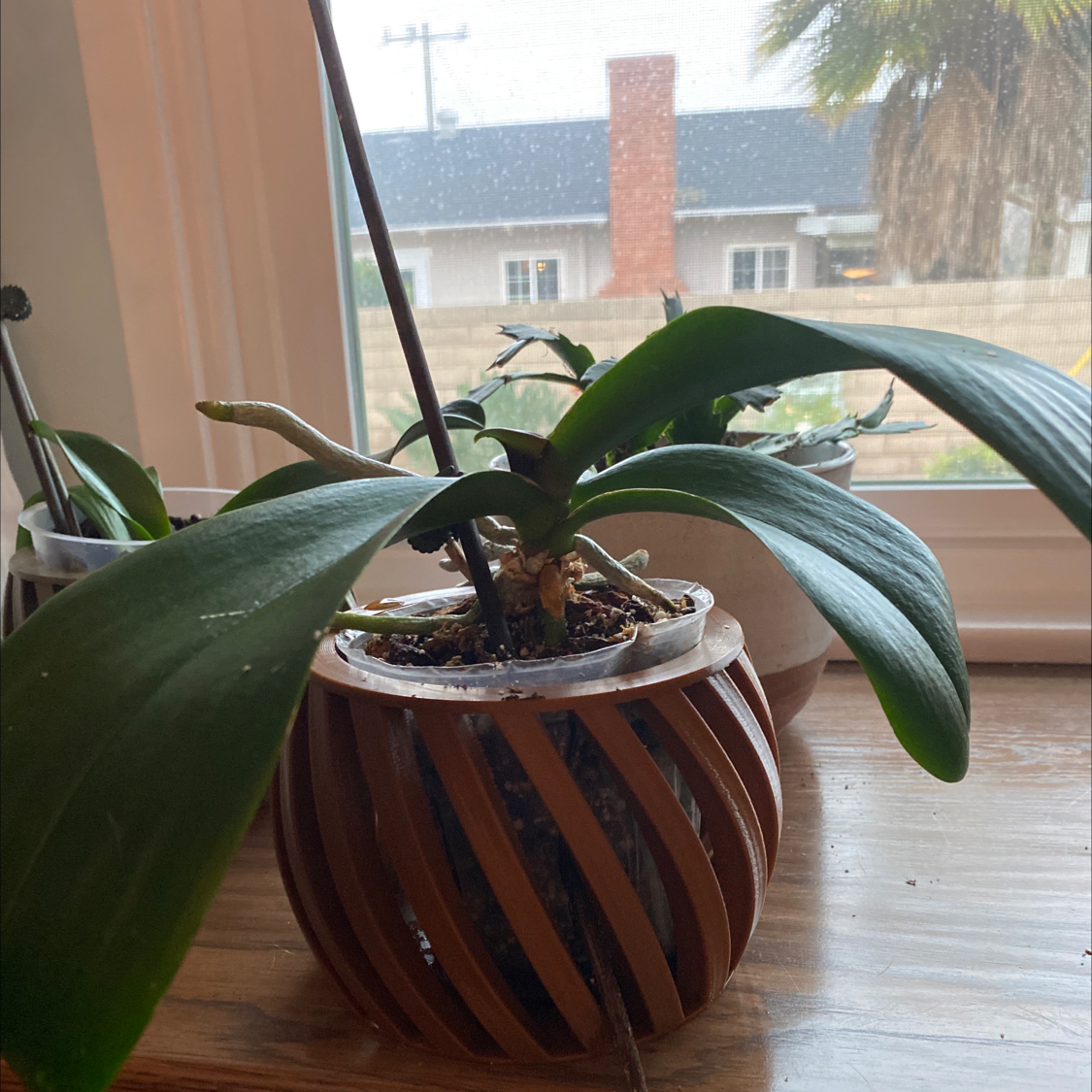 Photo of the plant species Lady Orchid by @UnsulliedLentil named Mom’s orchid on Greg, the plant care app