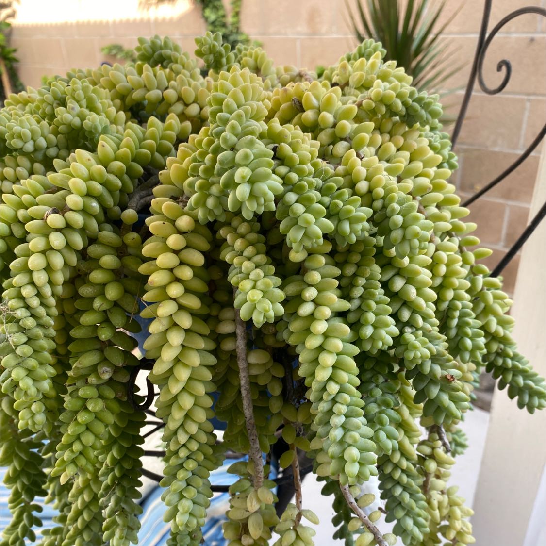 Photo of the plant species Burro's Tail by @UnsulliedLentil named Donkey tail on Greg, the plant care app