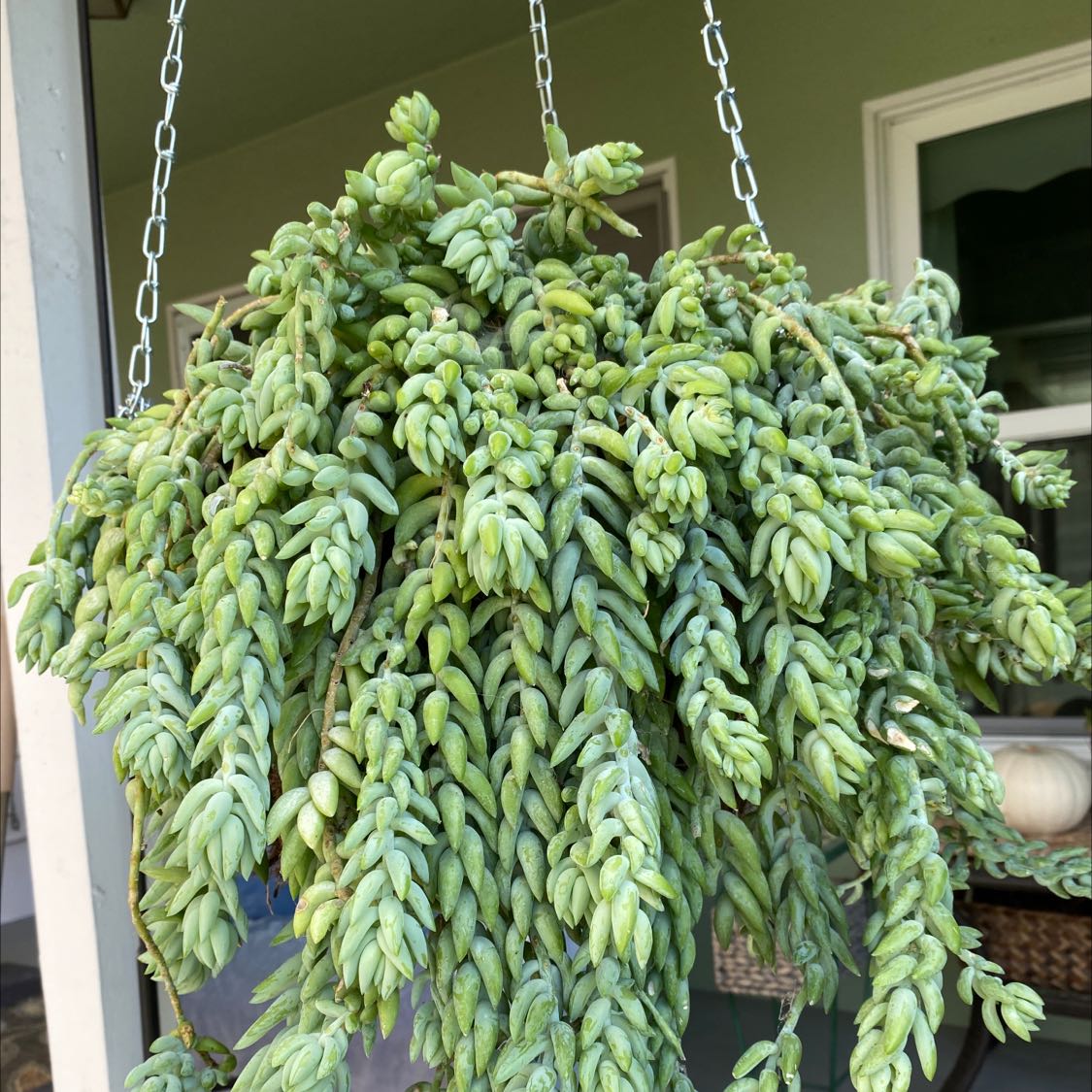 Photo of the plant species Burro's Tail by @UnsulliedLentil named Burros tail on Greg, the plant care app