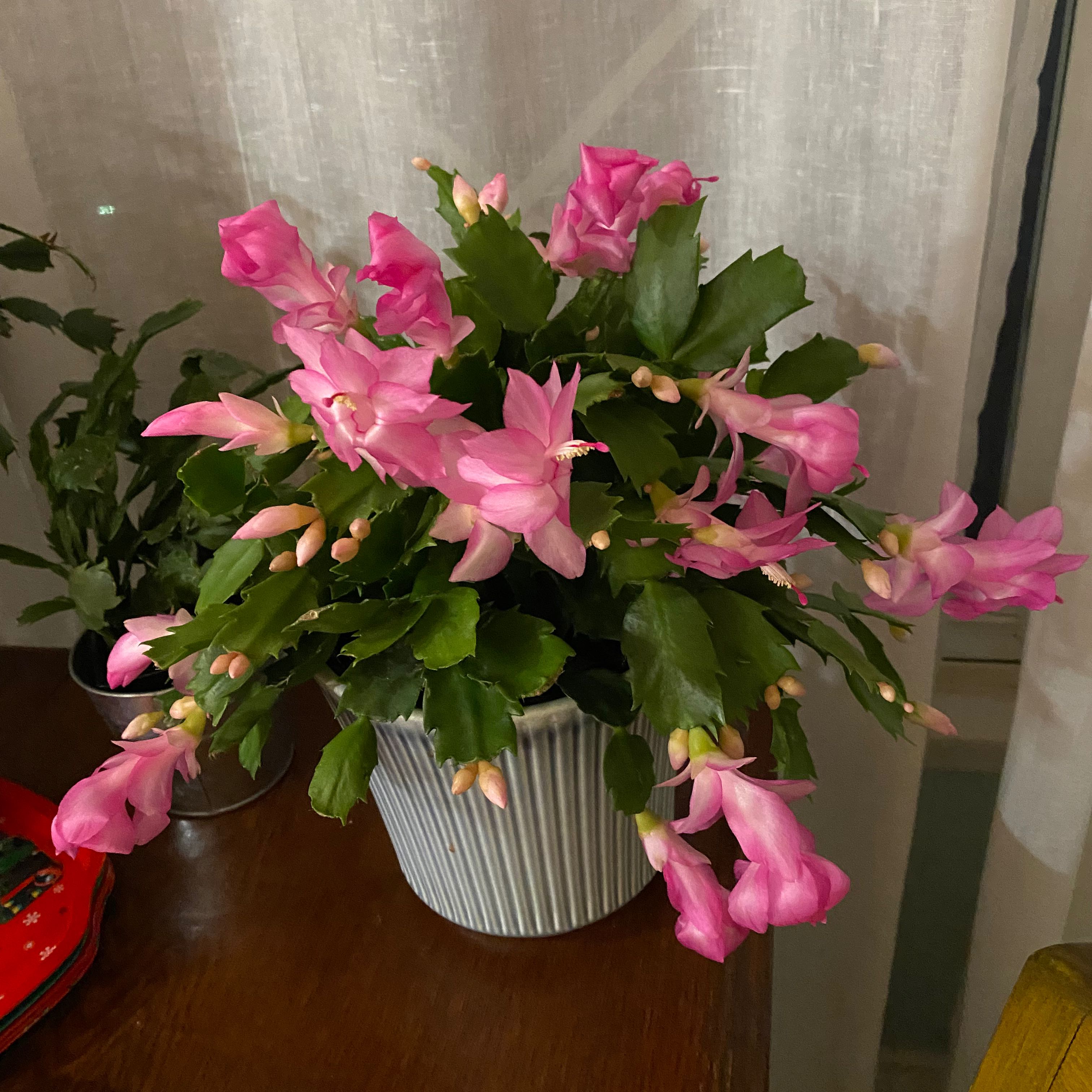 Photo of the plant species Limelight Dancer by @UnsulliedLentil named Duke on Greg, the plant care app