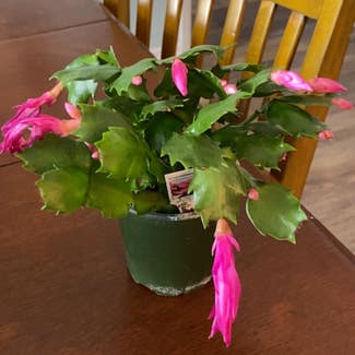 Thanksgiving Cactus plant in Somewhere on Earth