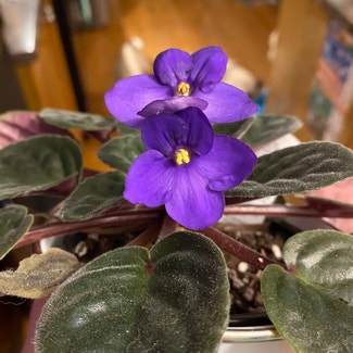 Kenyan Violet plant in Ottawa, Ontario