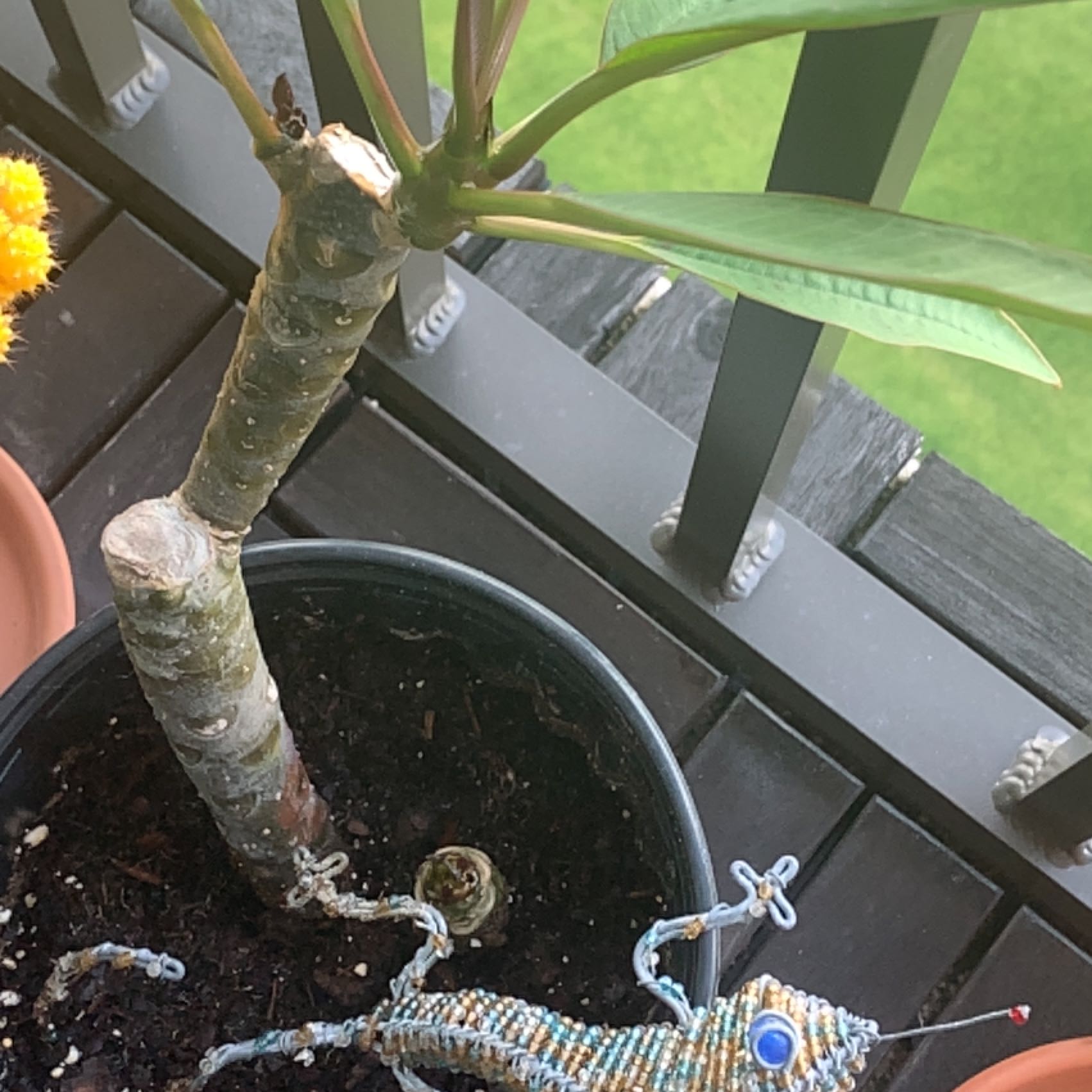 Red Frangipani plant in a pot with a decorative item in the soil.