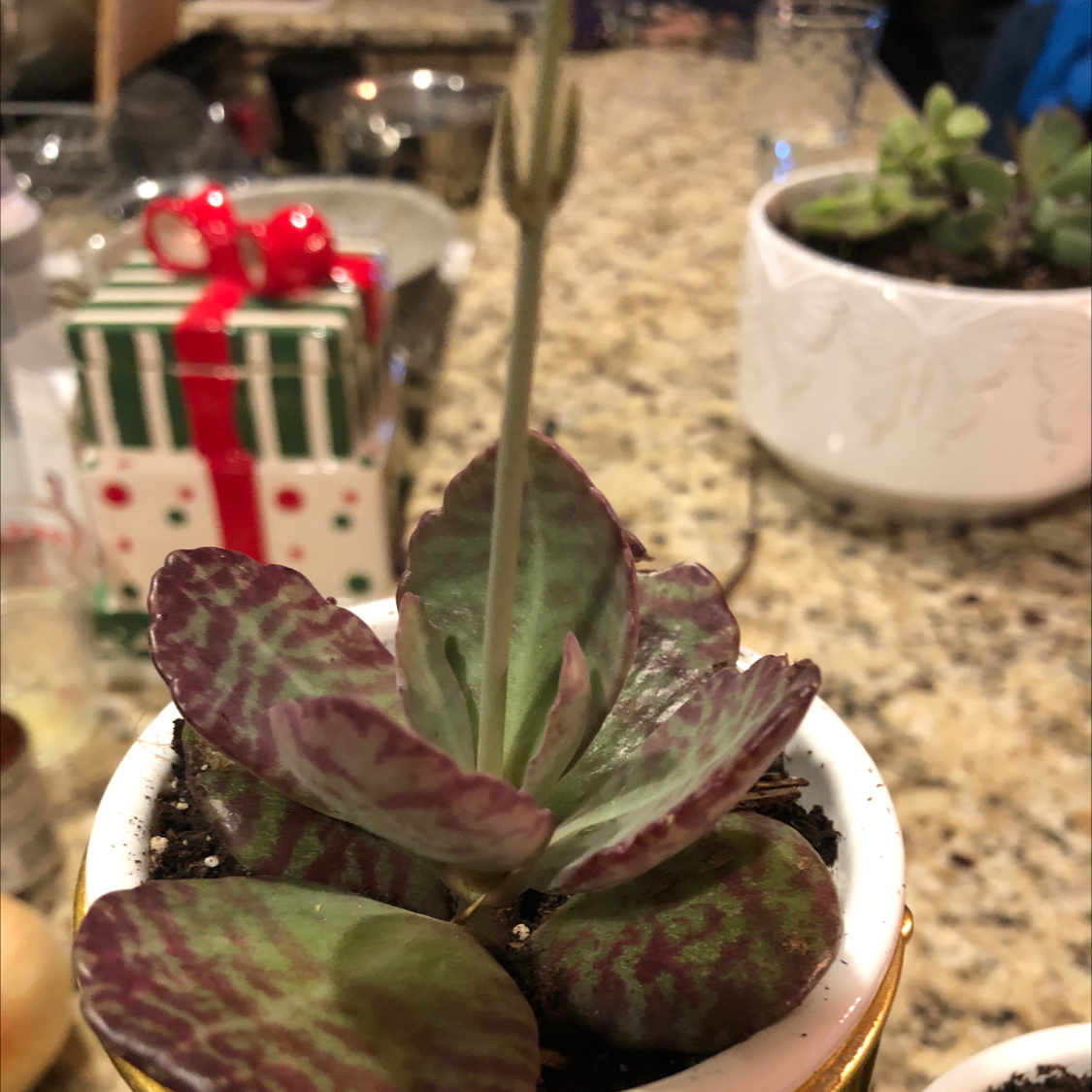 Kalanchoe humilis plant in a small pot with patterned green and purple leaves.