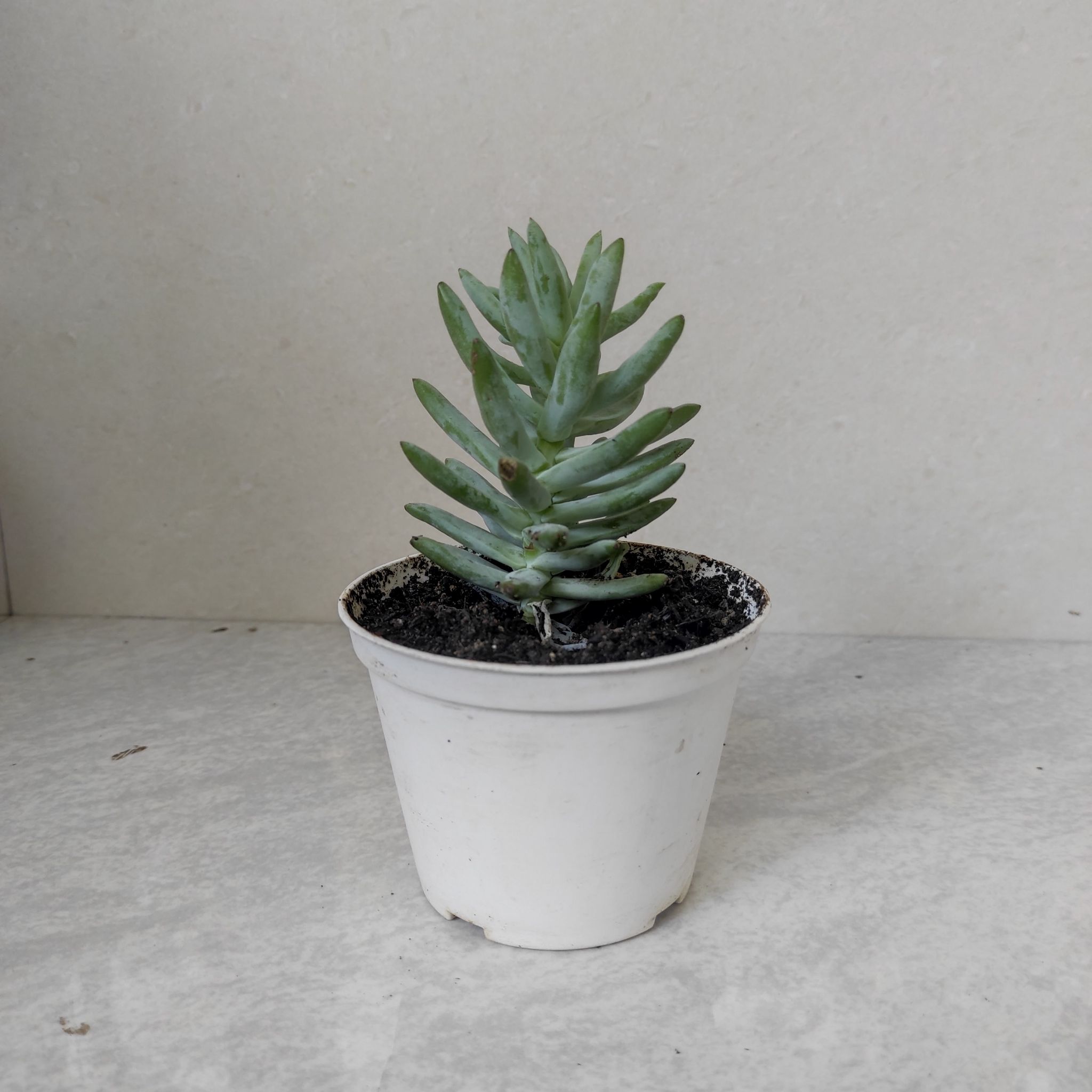 Potted Sedeveria 'Harry Butterfield' succulent in a white pot.