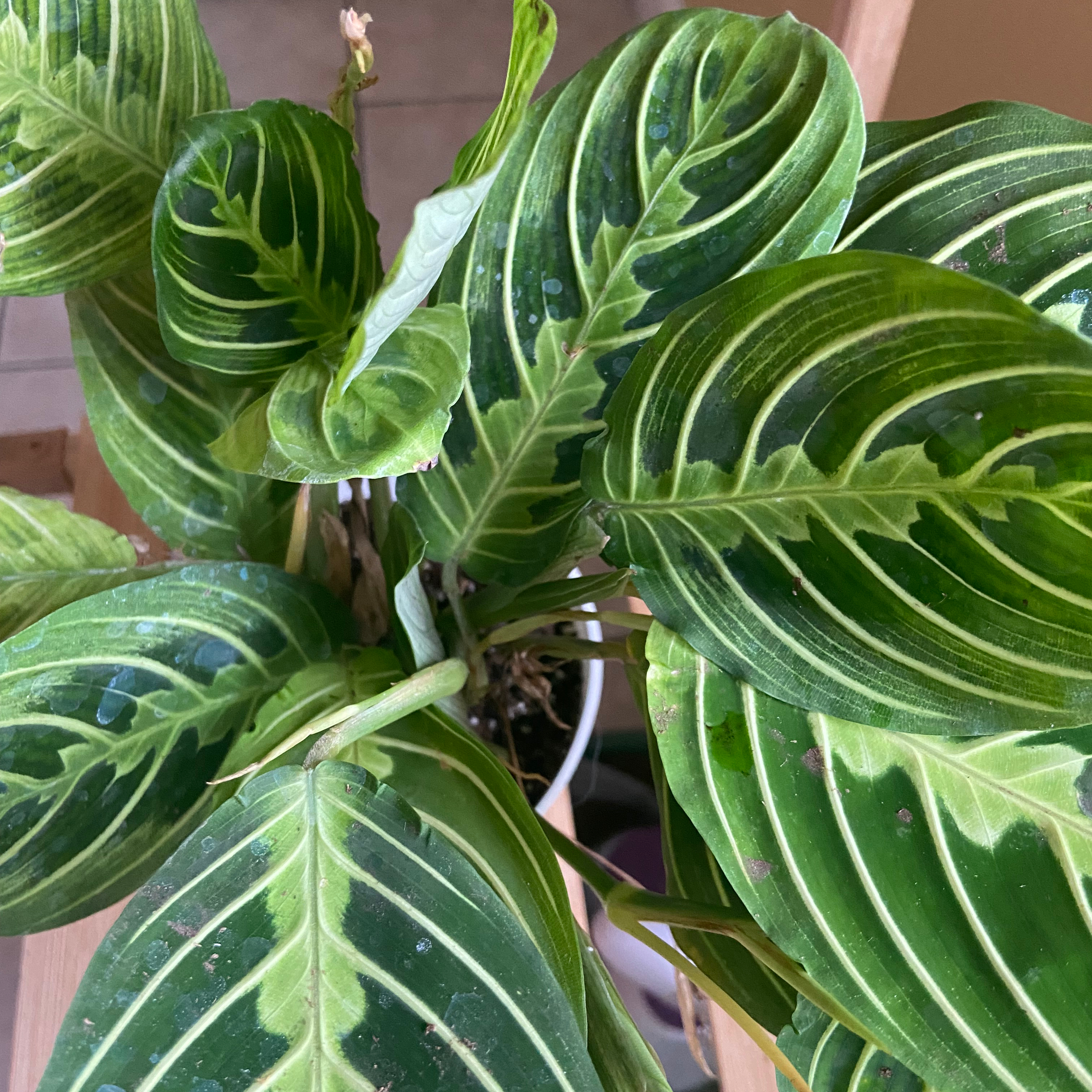 Your plant