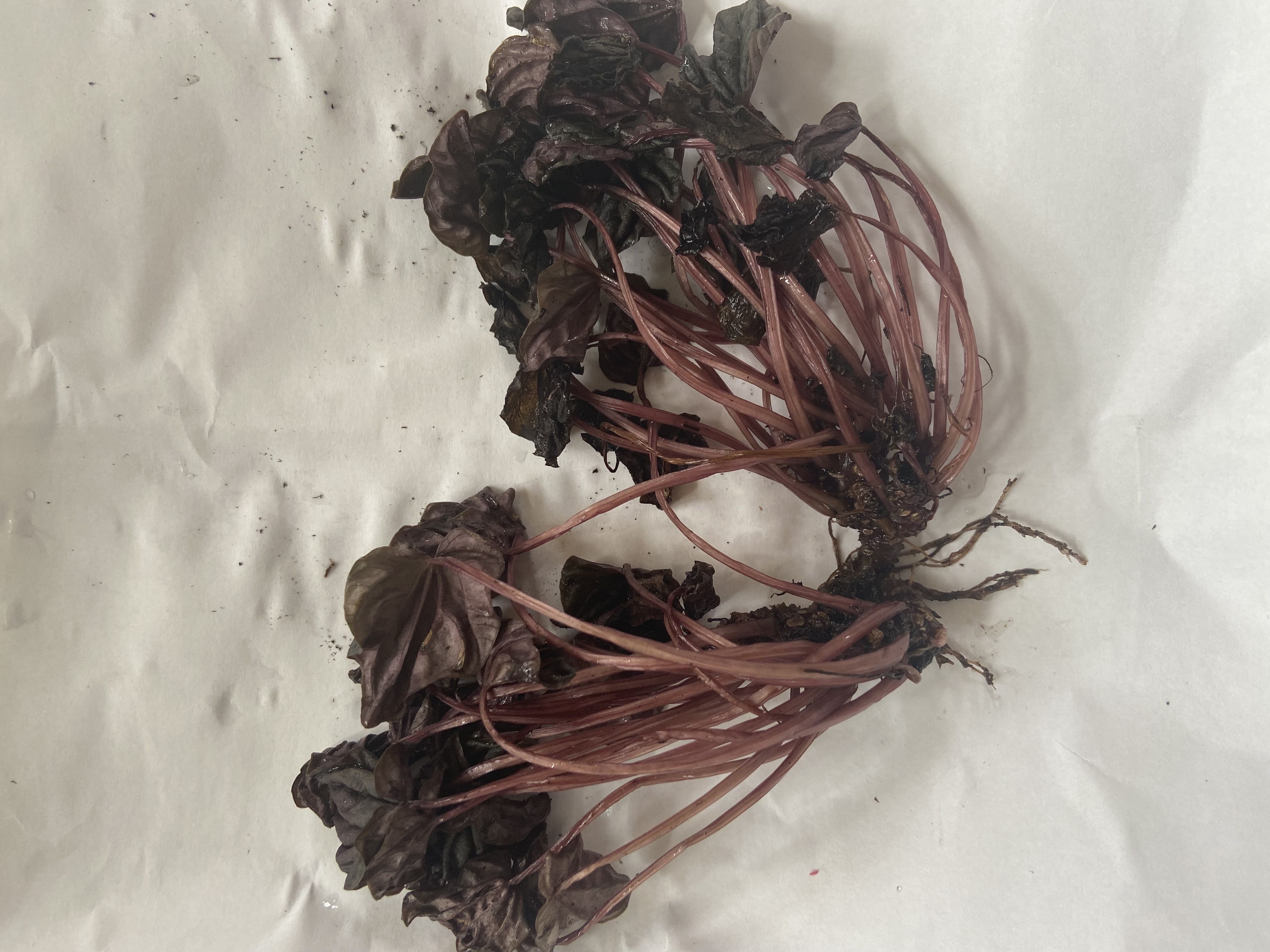 Photo from the post