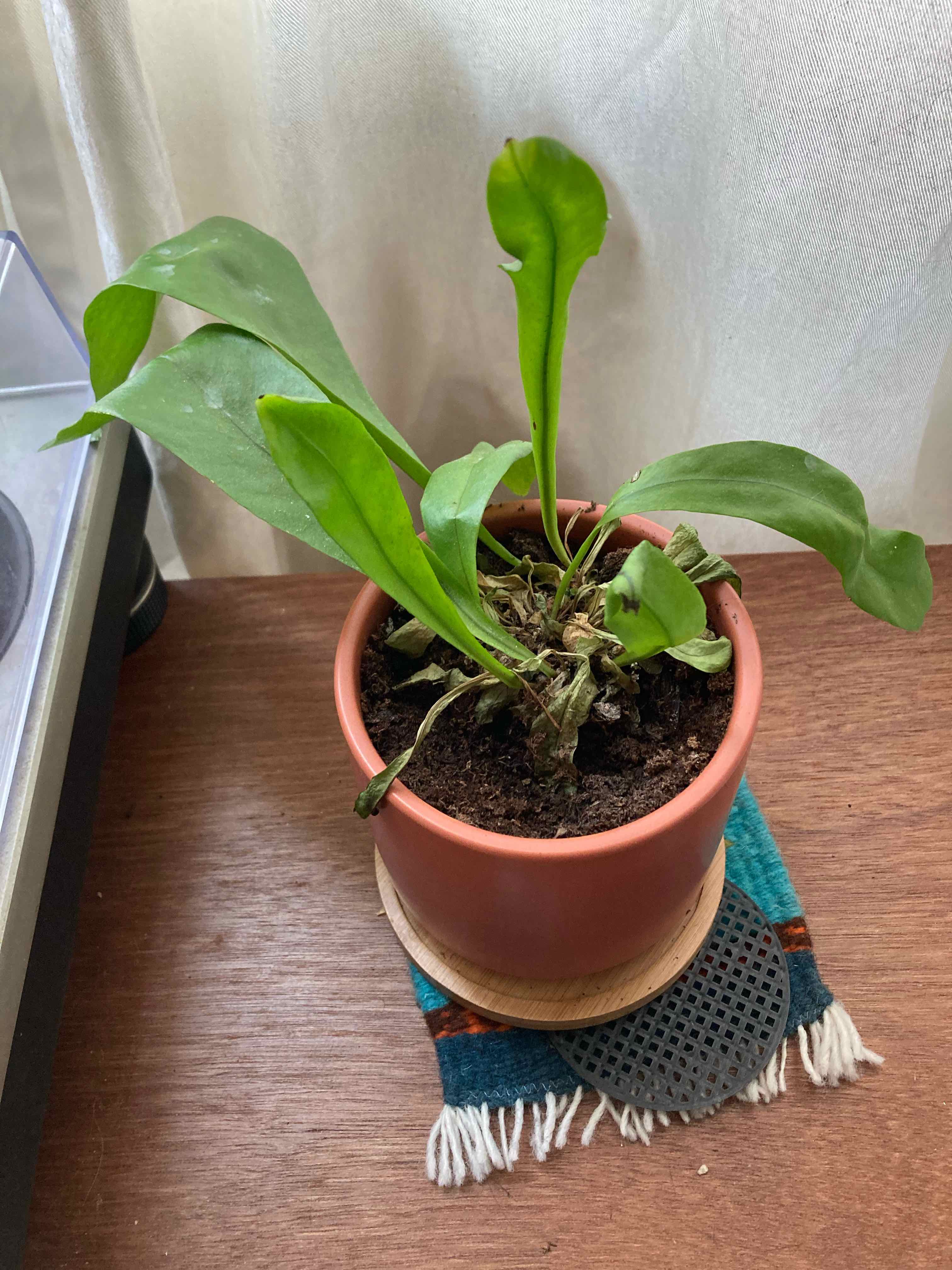 Potted Green Flame Fern on a wooden surface with visible soil and slightly wilted leaves.