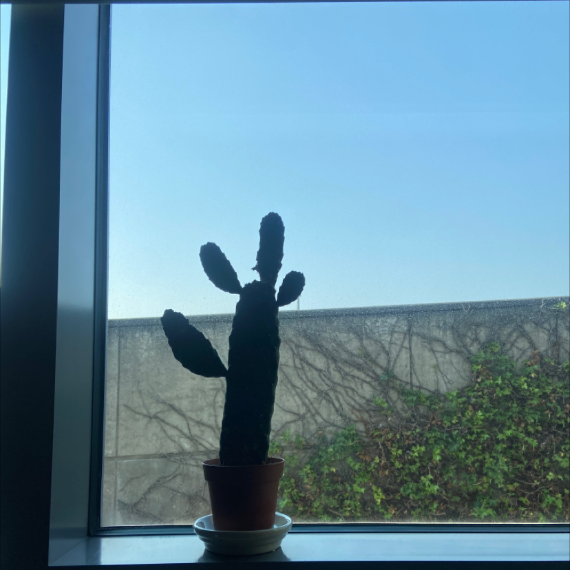Potted Woolyjoint Prickly Pear cactus on a windowsill with an outdoor view.