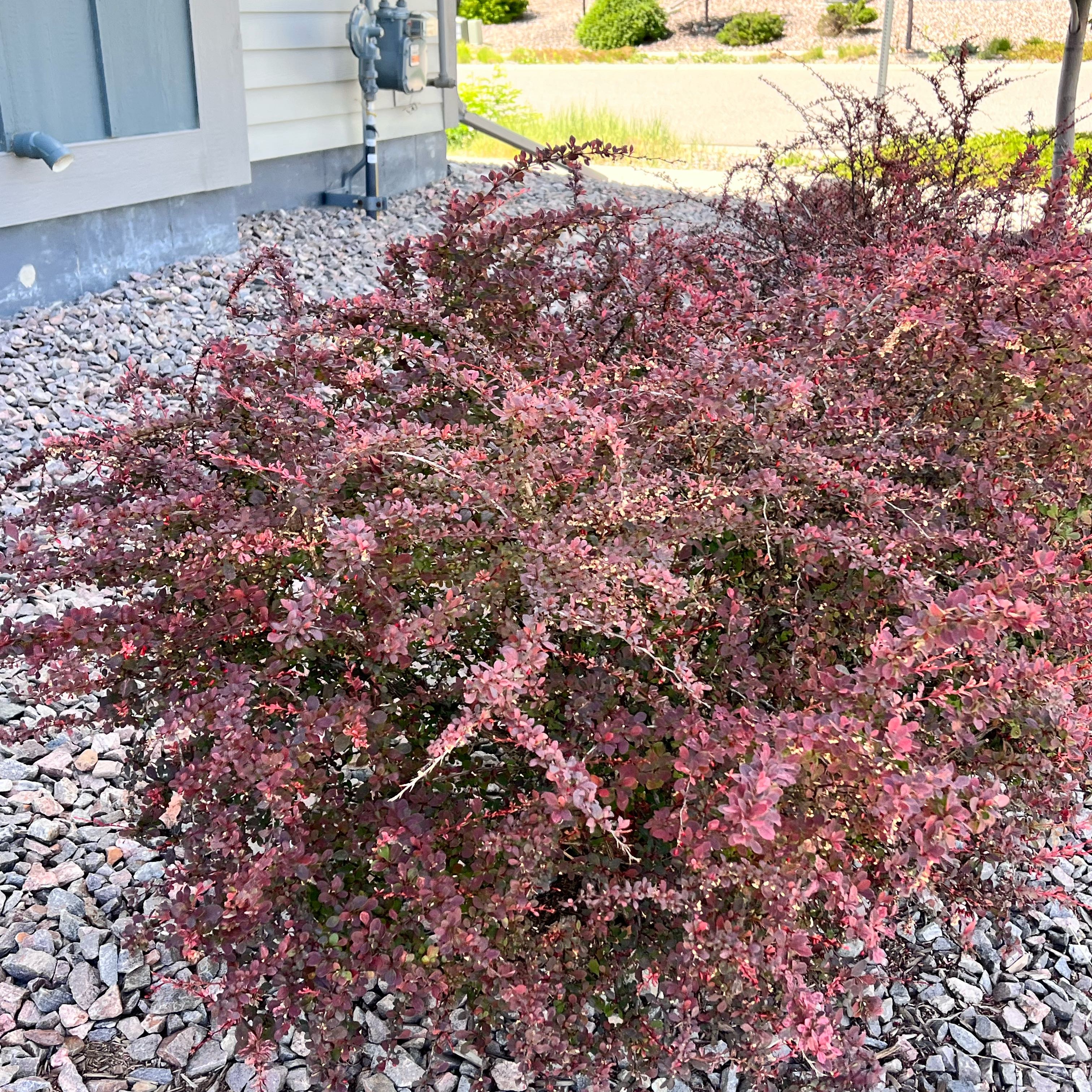 Photo of the plant species Chinese Fringe Flower by Julia named Ulysses S Plant on Greg, the plant care app